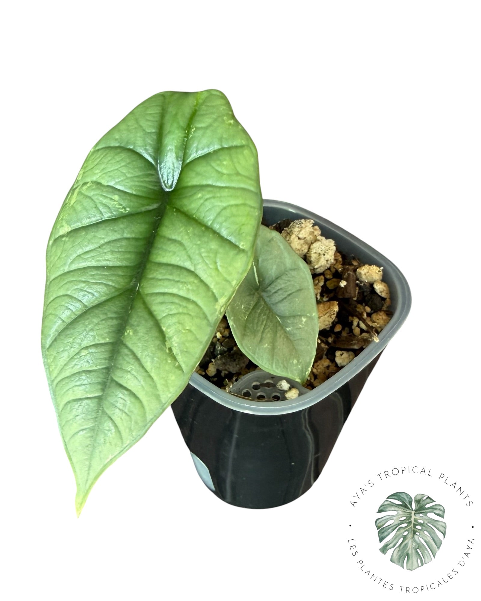 Alocasia Bisma Platinum Albo Variegated