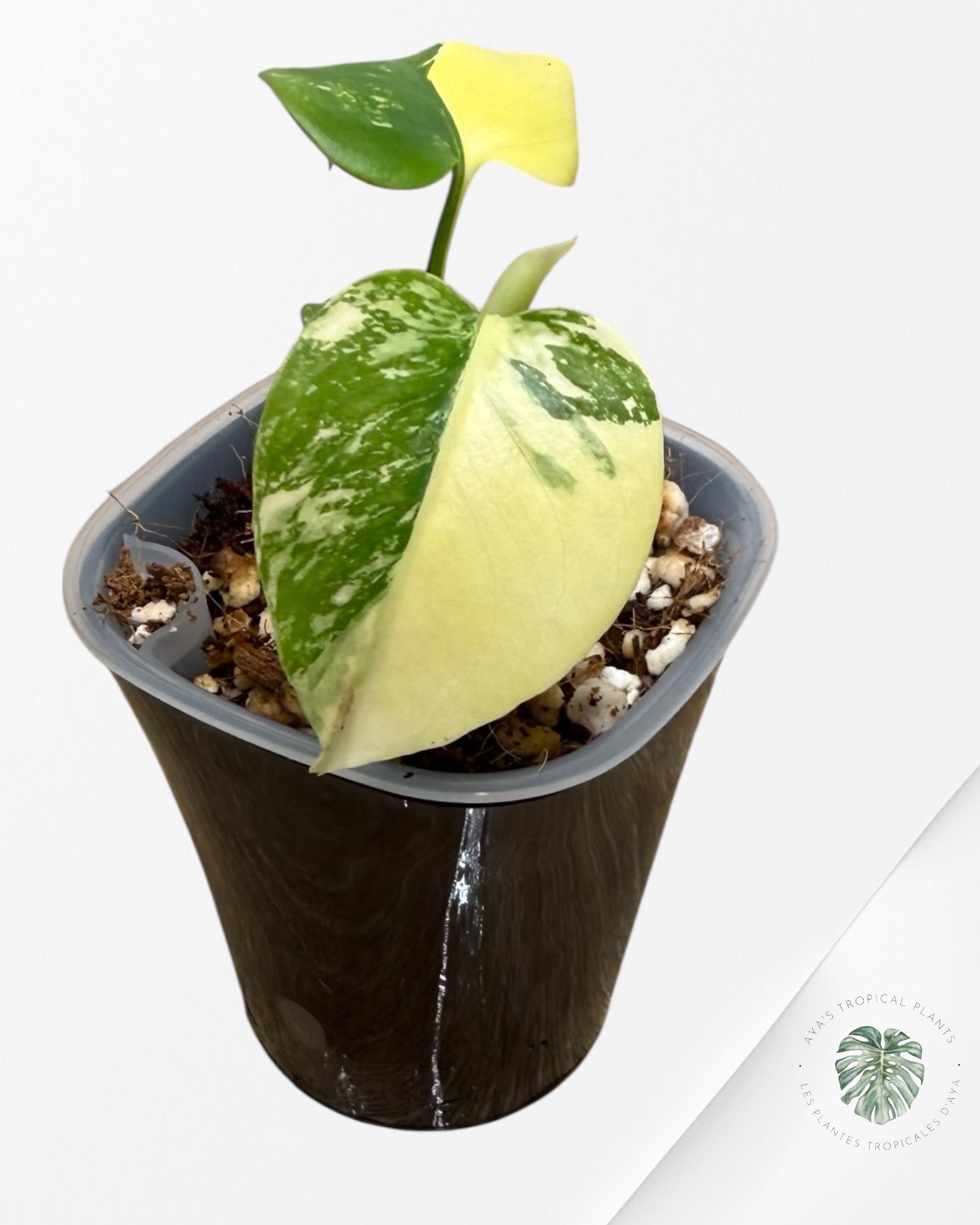 Monstera Deliciosa ‘Lemon Pom Pom’