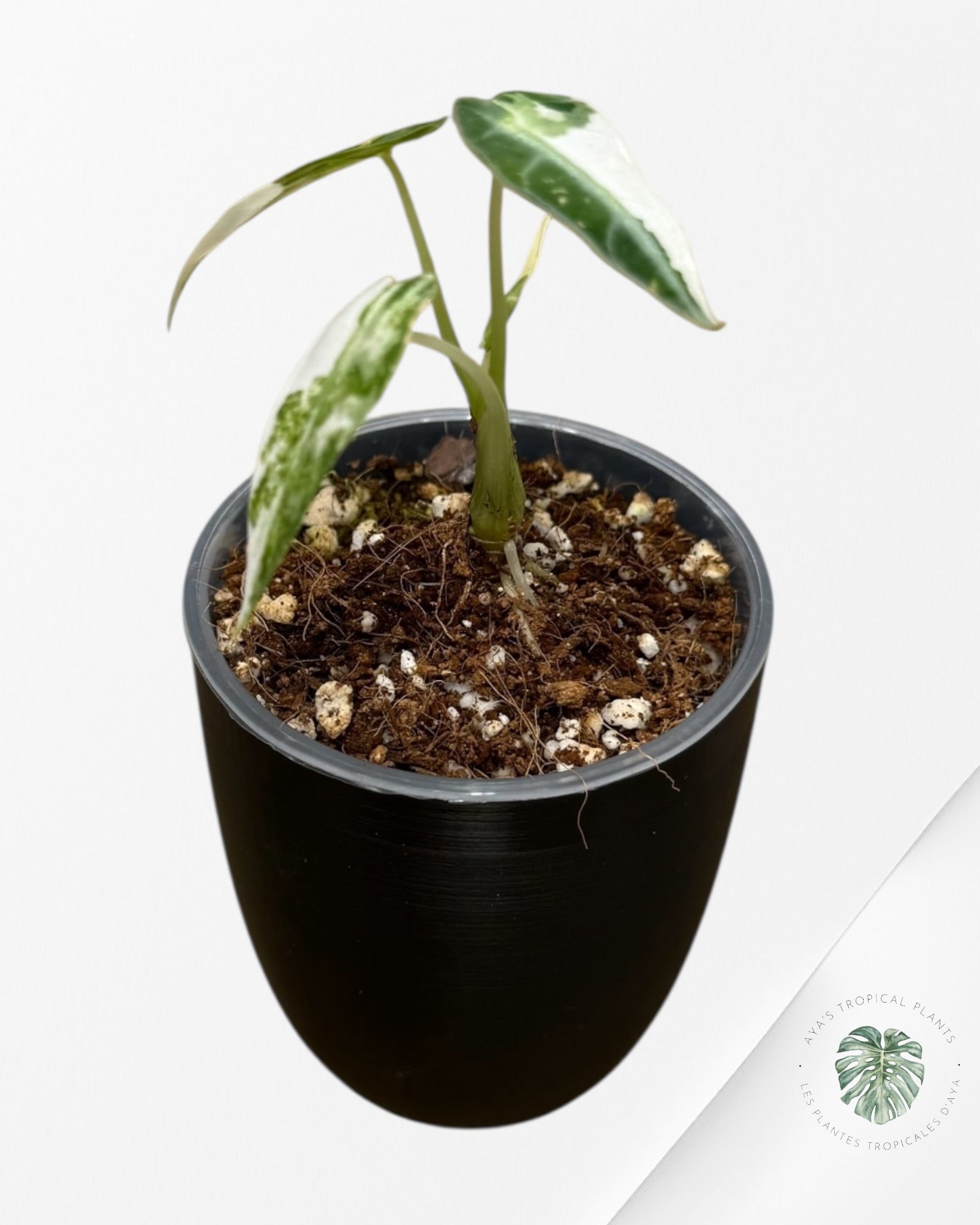 Alocasia Bambino Albo & Aurea Variegated