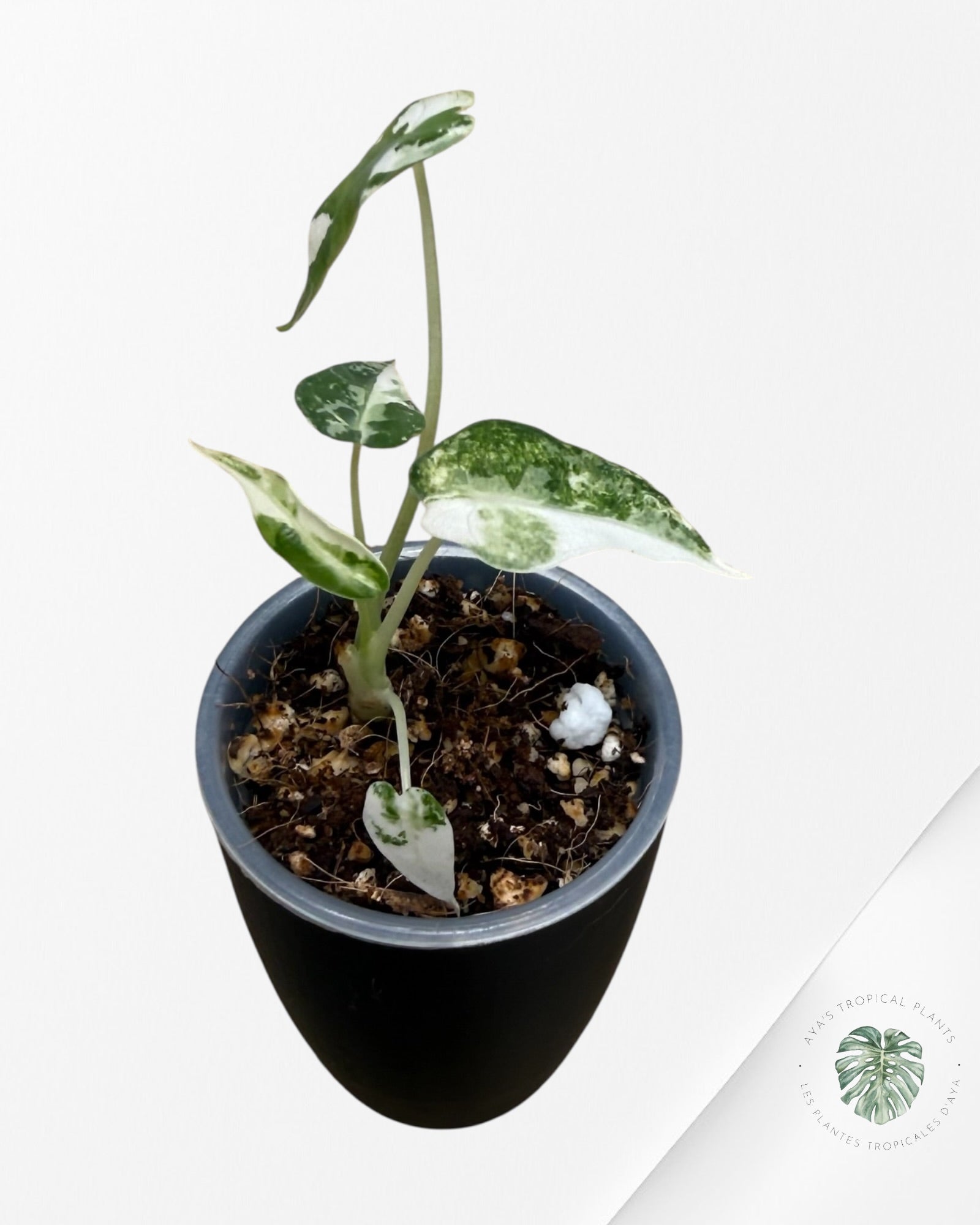 Alocasia Bambino Albo & Aurea Variegated