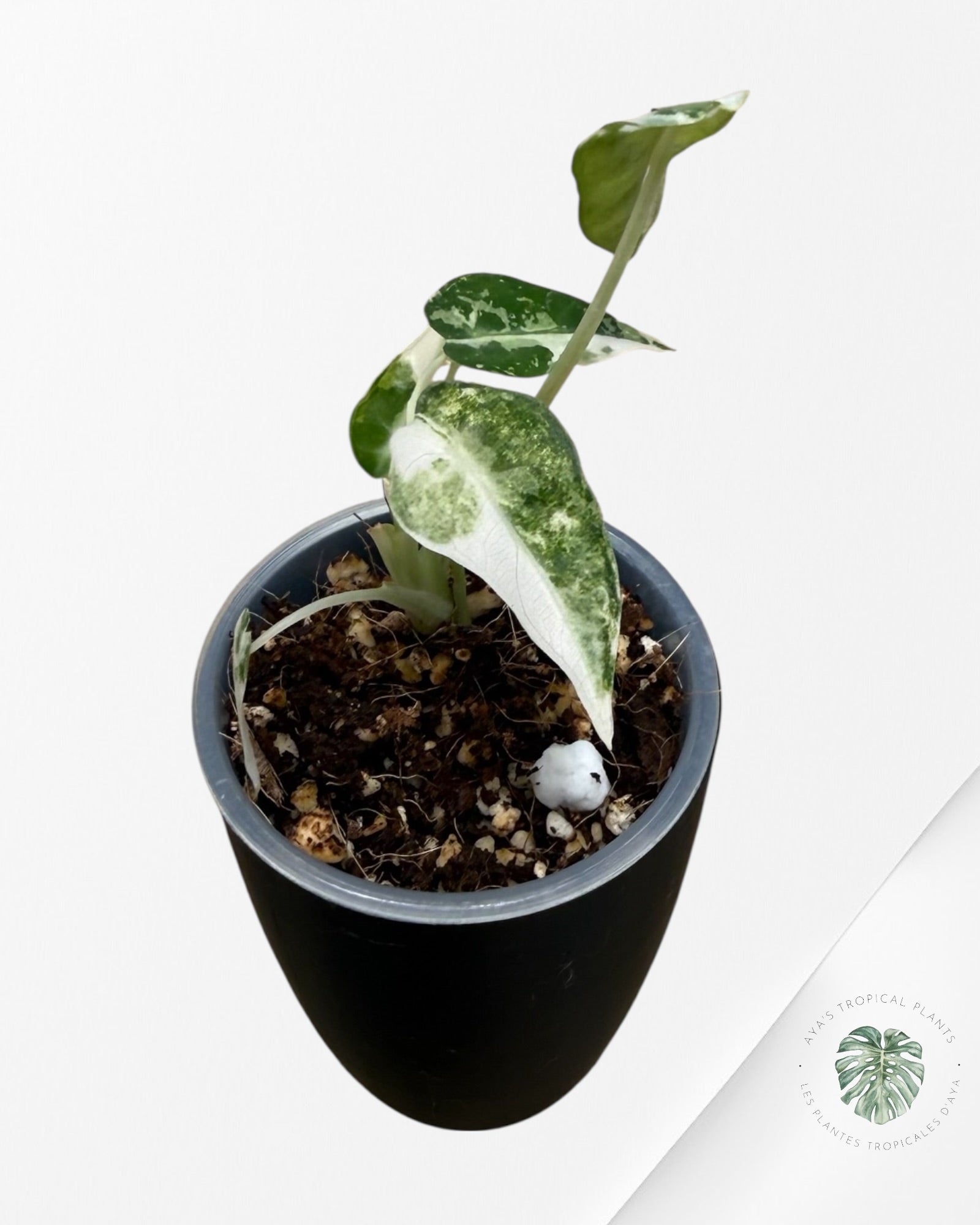 Alocasia Bambino Albo & Aurea Variegated