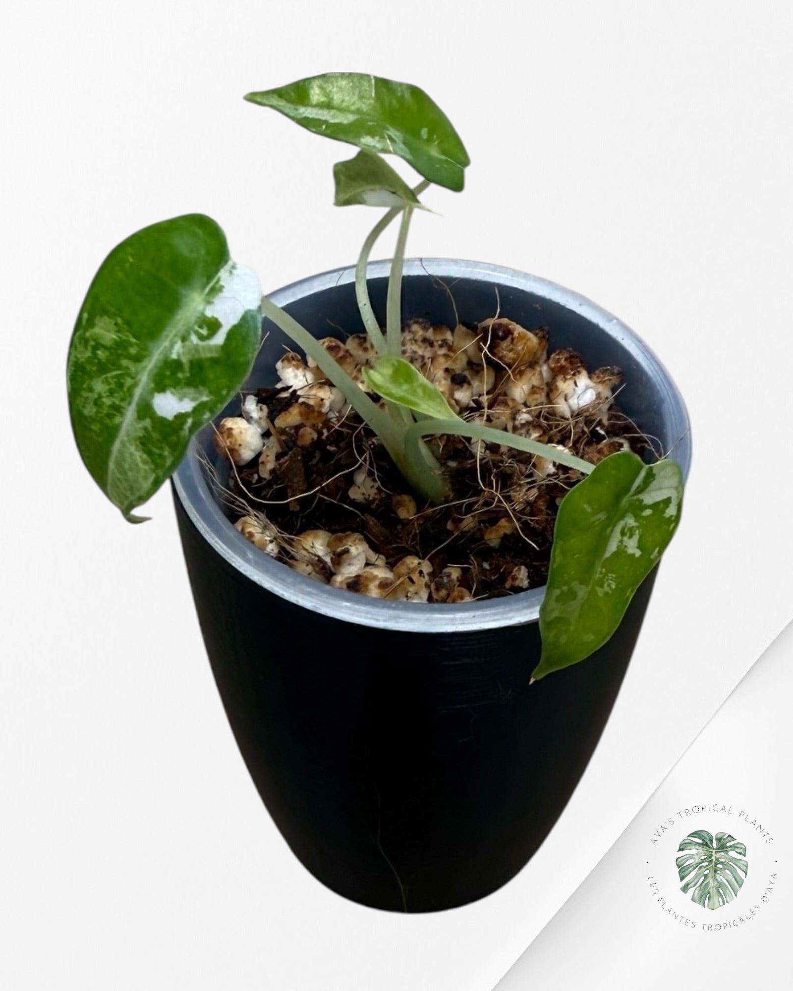 Alocasia Bambino Albo & Aurea Variegated