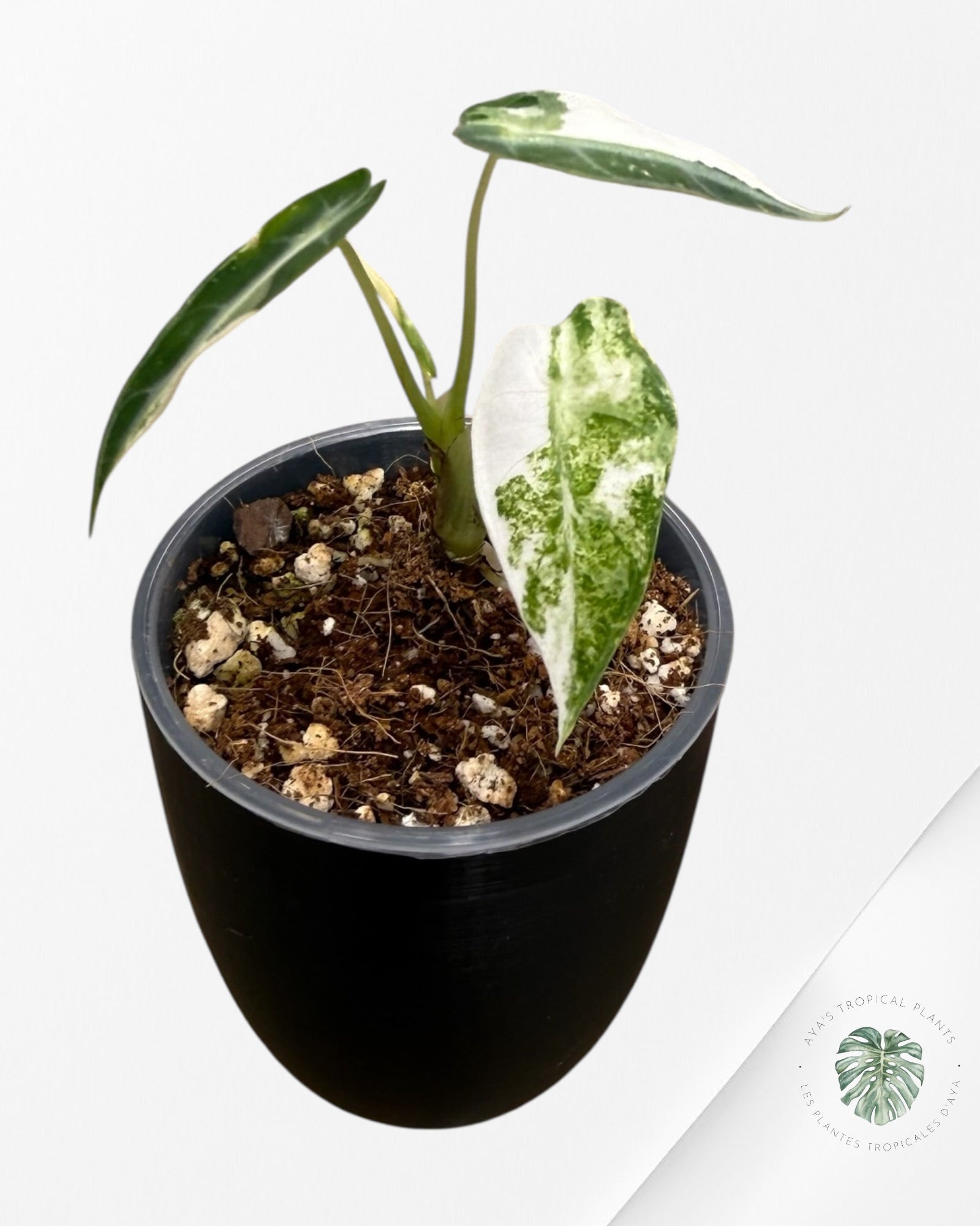 Alocasia Bambino Albo & Aurea Variegated