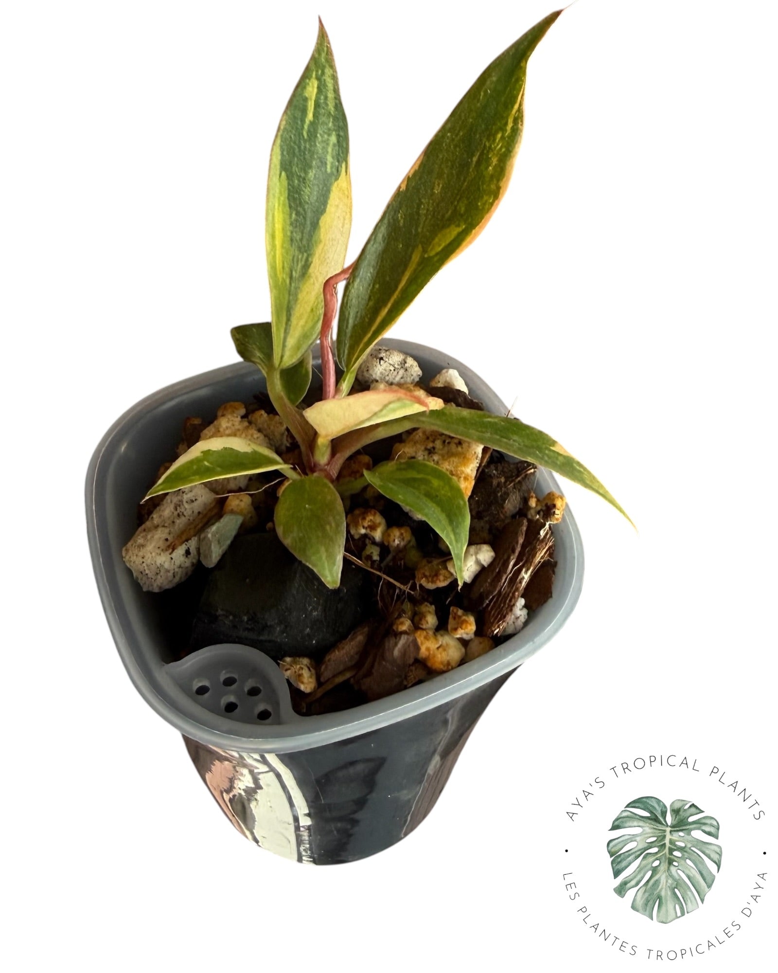 Philodendron Caramel Marble ‘Fire Tiger’
