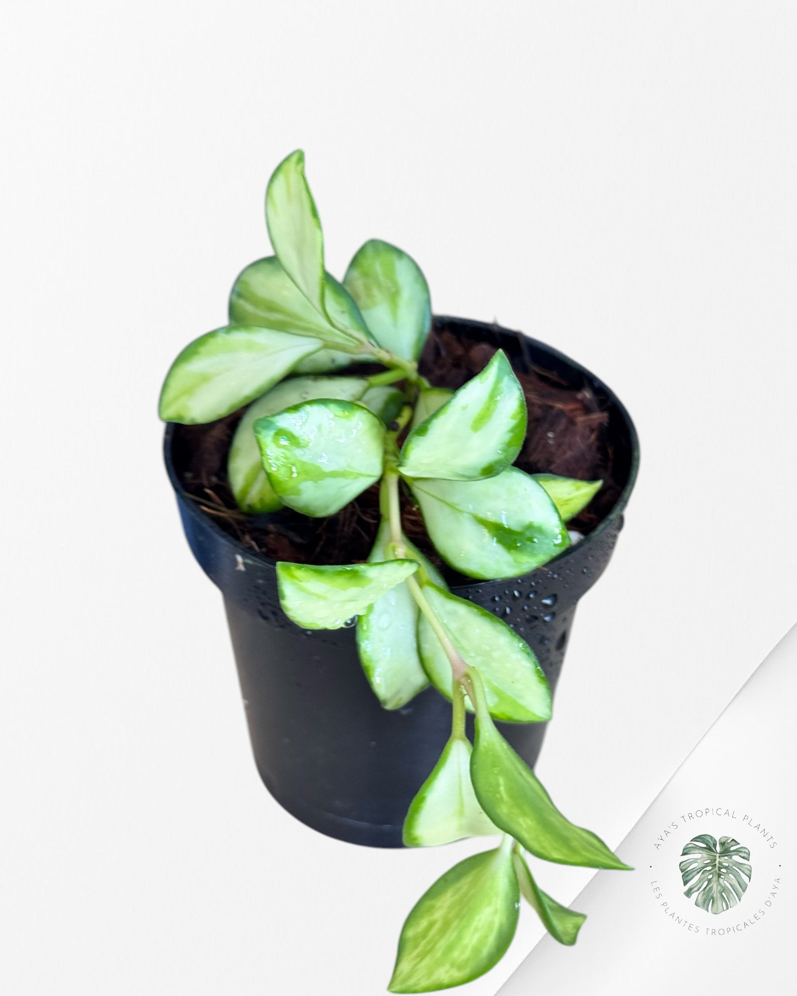 Monstera Borsigiana Albo-JA0826