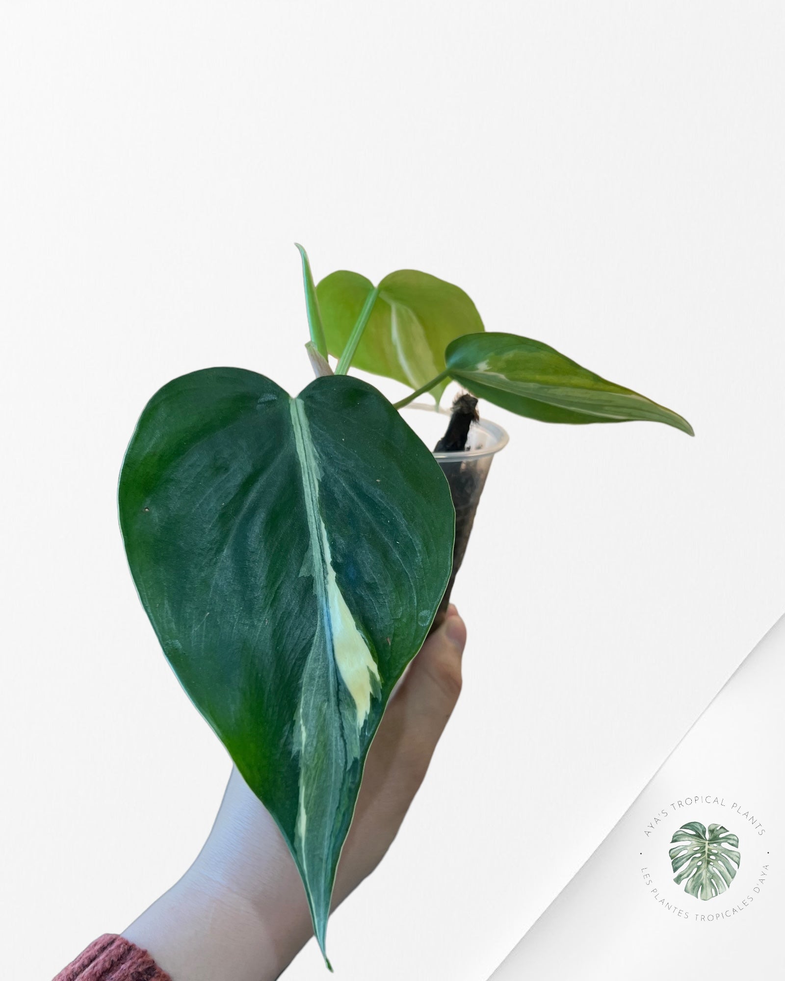 Monstera Borsigiana Albo-JA0826