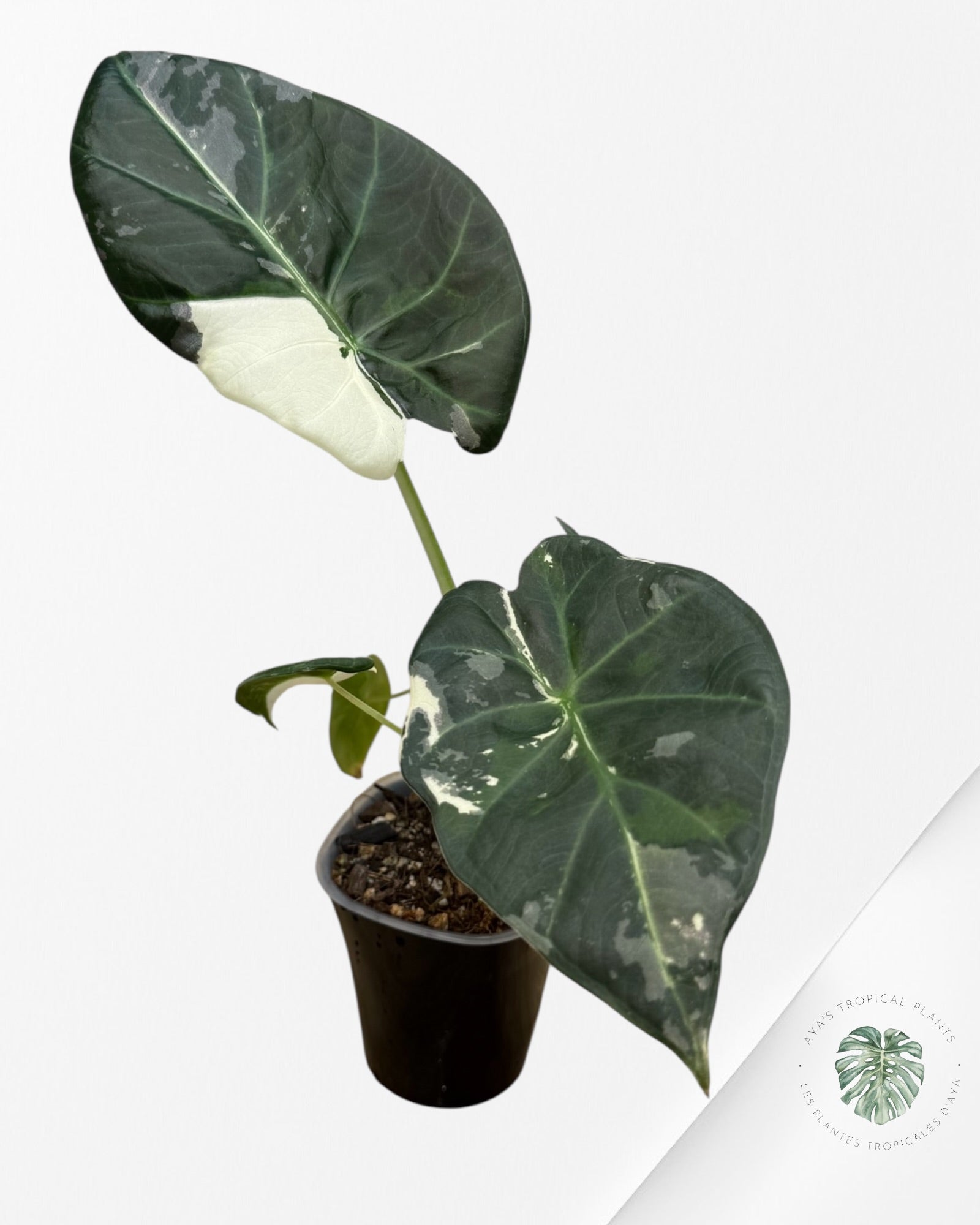 Alocasia Regal Shield Albo
