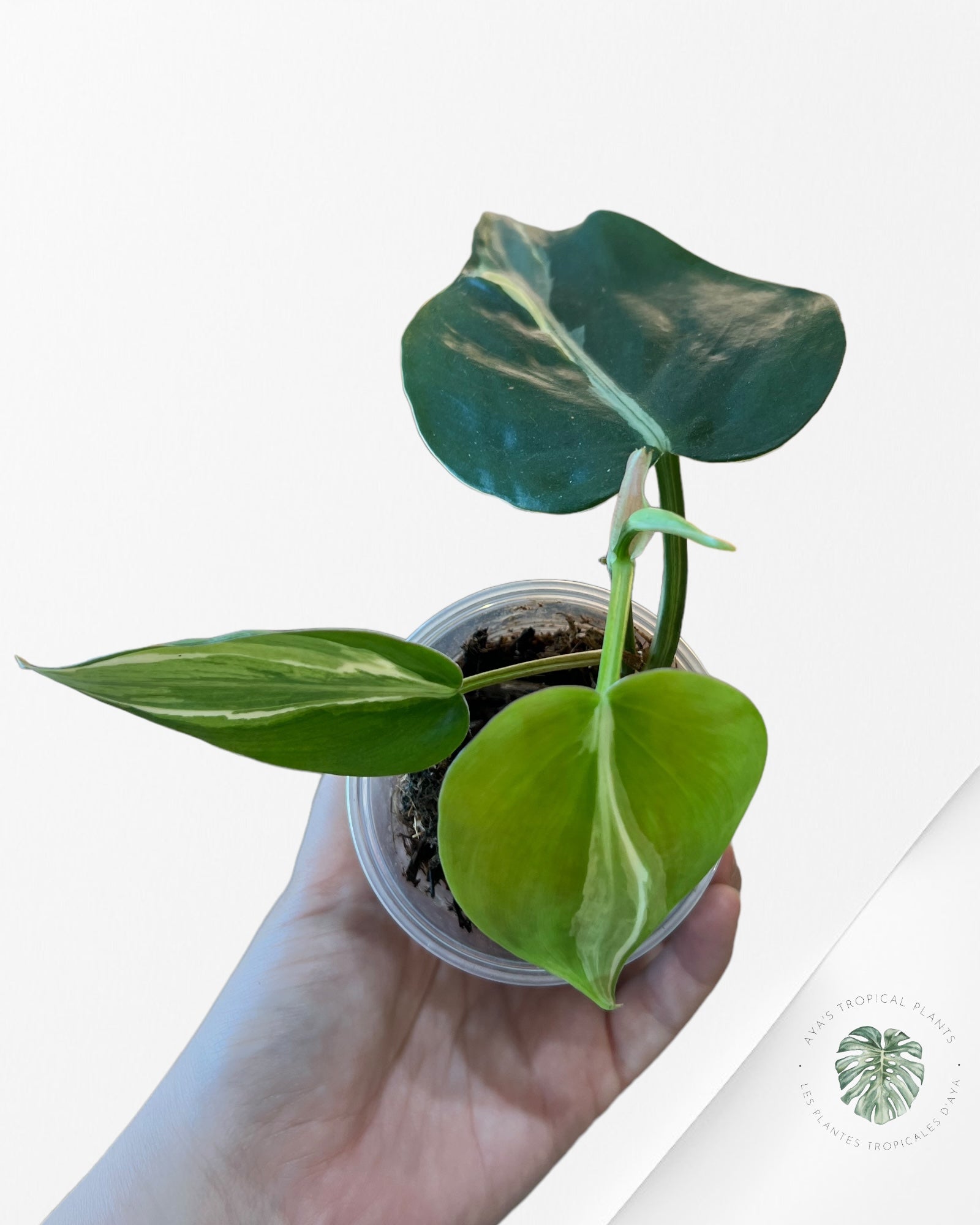 Monstera Borsigiana Albo-JA0826