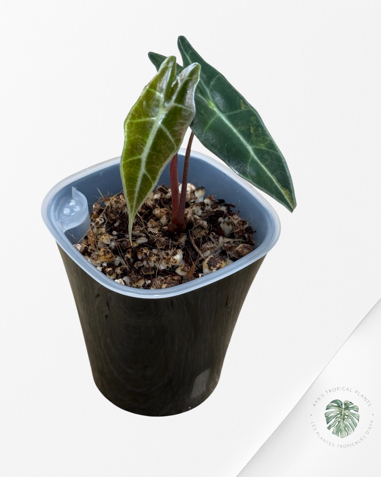 Alocasia Sanderiana ‘Bull’ Aurea Variegated