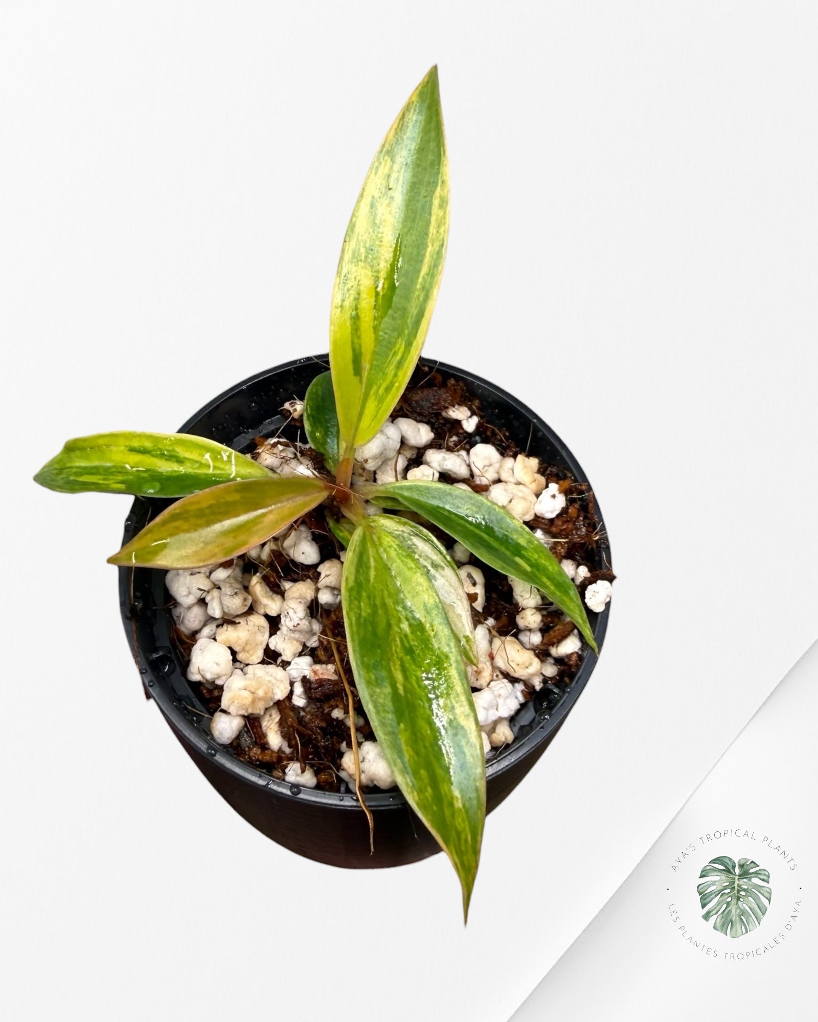 Philodendron Caramel Marble