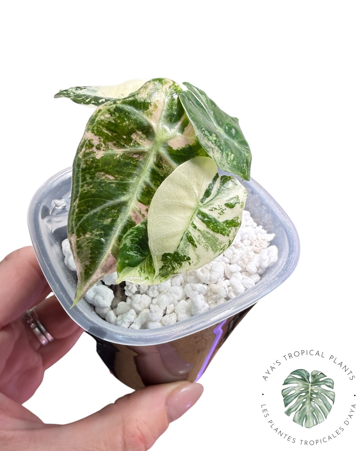 Alocasia Mandalay Rose Panaché