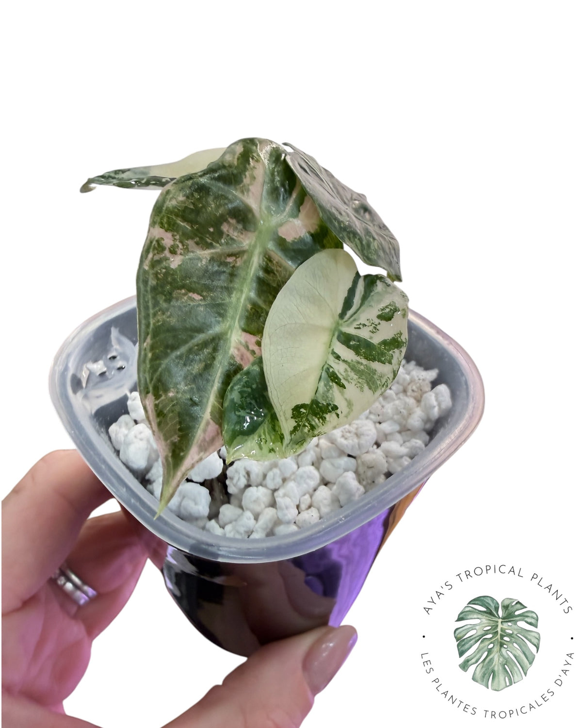 Alocasia Mandalay Rose Panaché