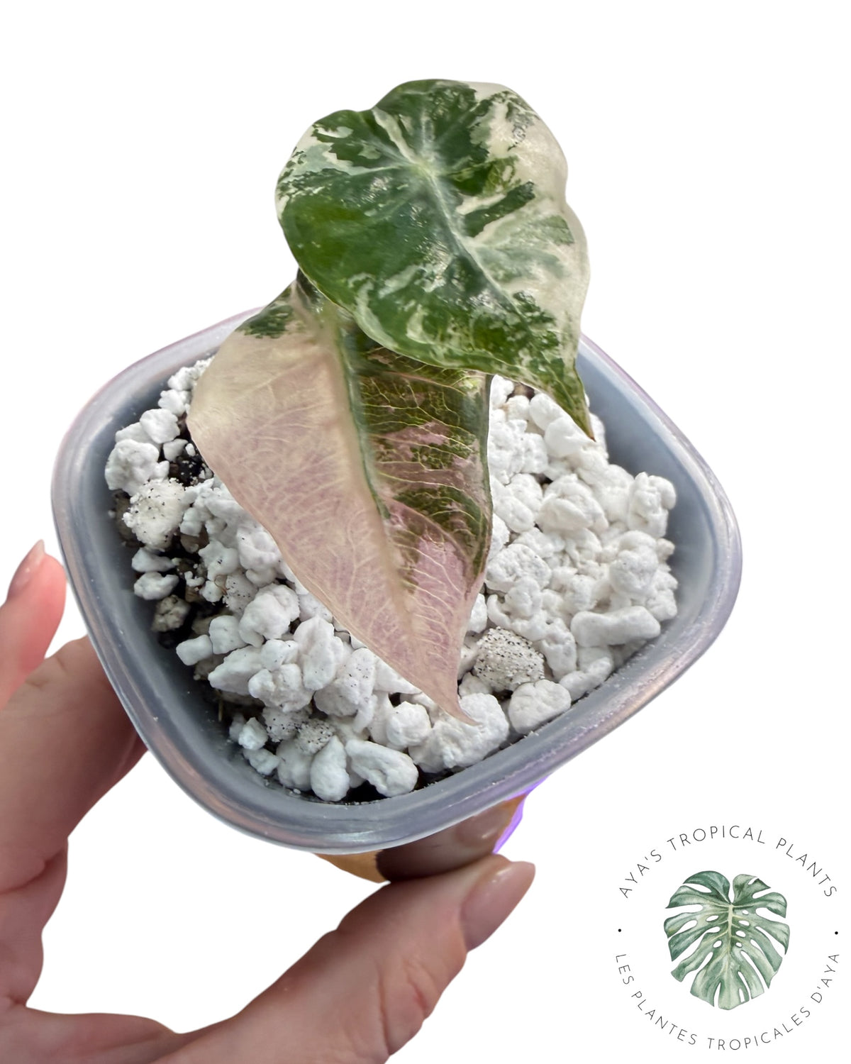 Alocasia Mandalay Pink Variegated