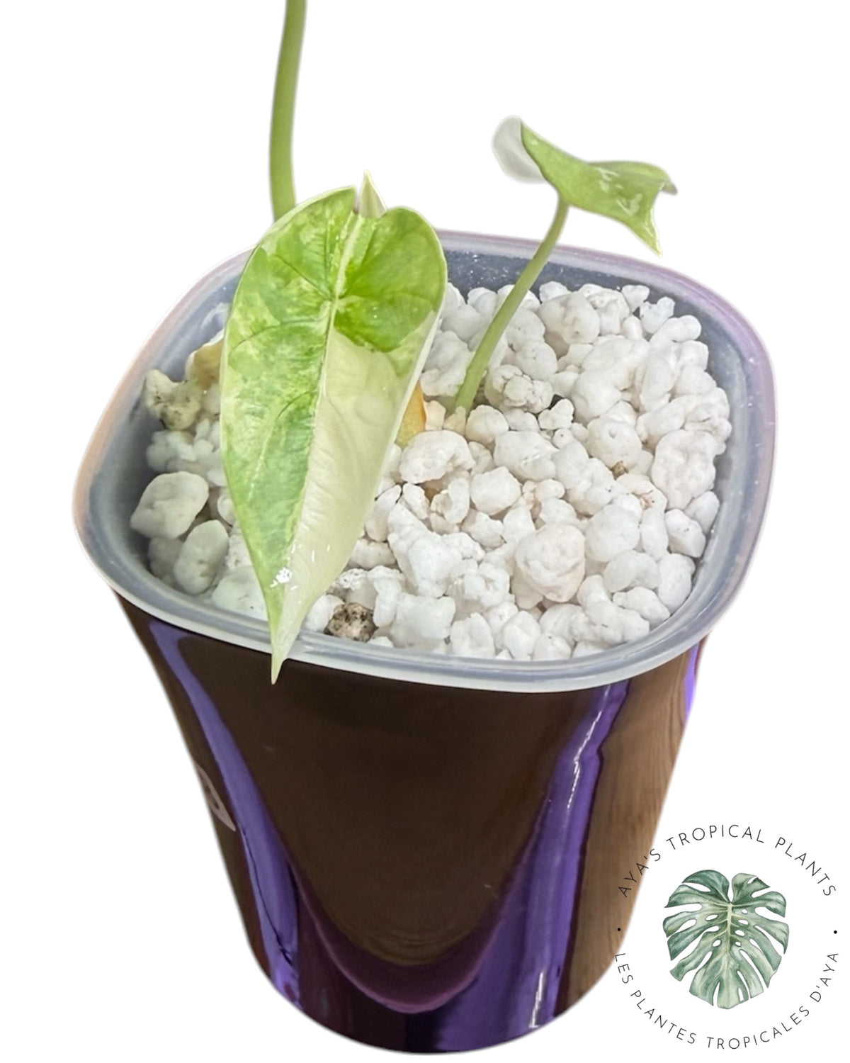 Alocasia Silver Dragon Albo