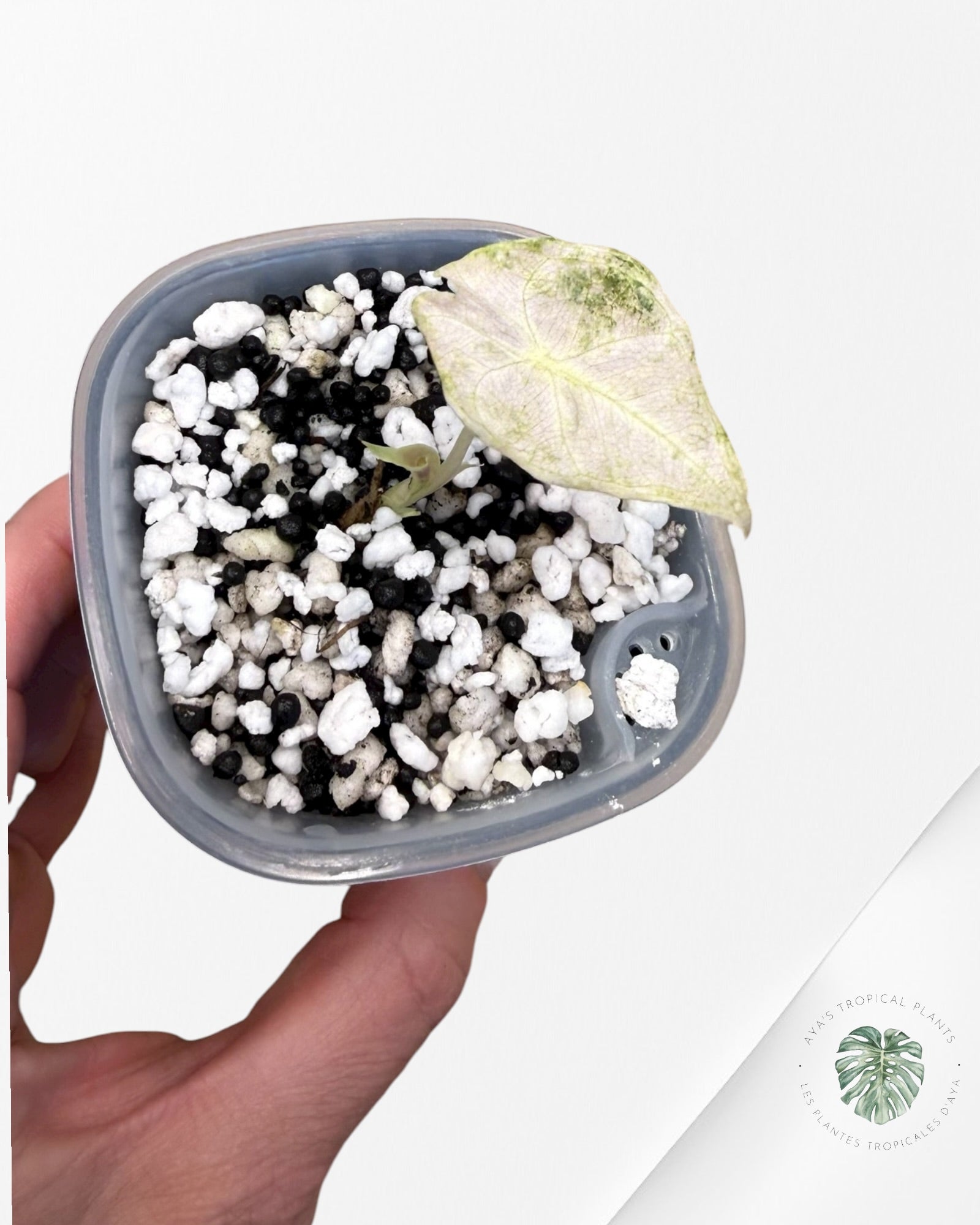 Alocasia Black Satun Pink Stardust