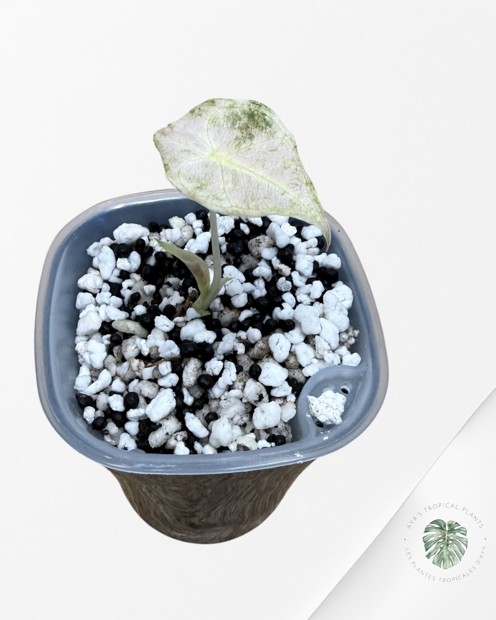 Alocasia Black Satun Pink Stardust