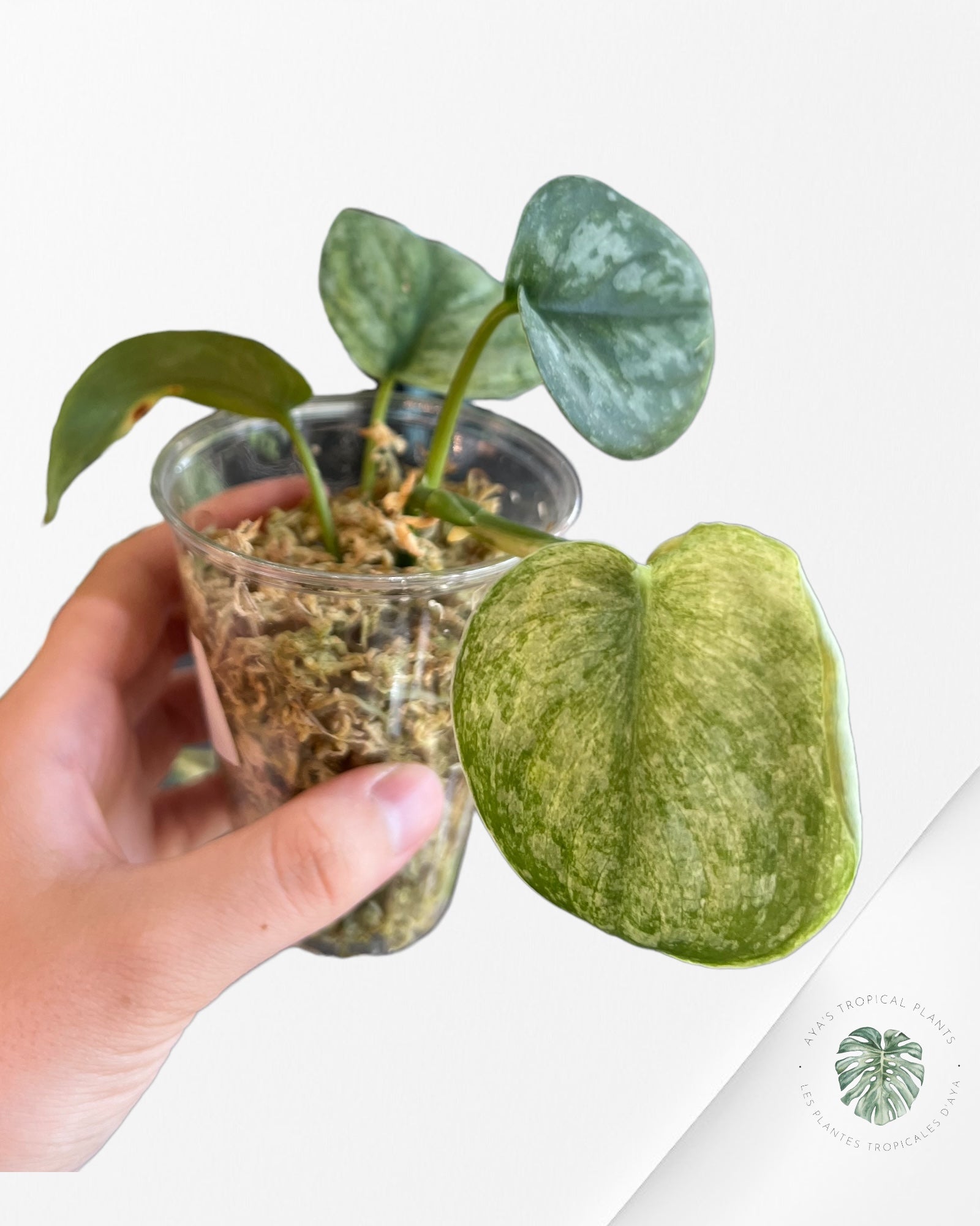 Philodendron Red Anderson JA103