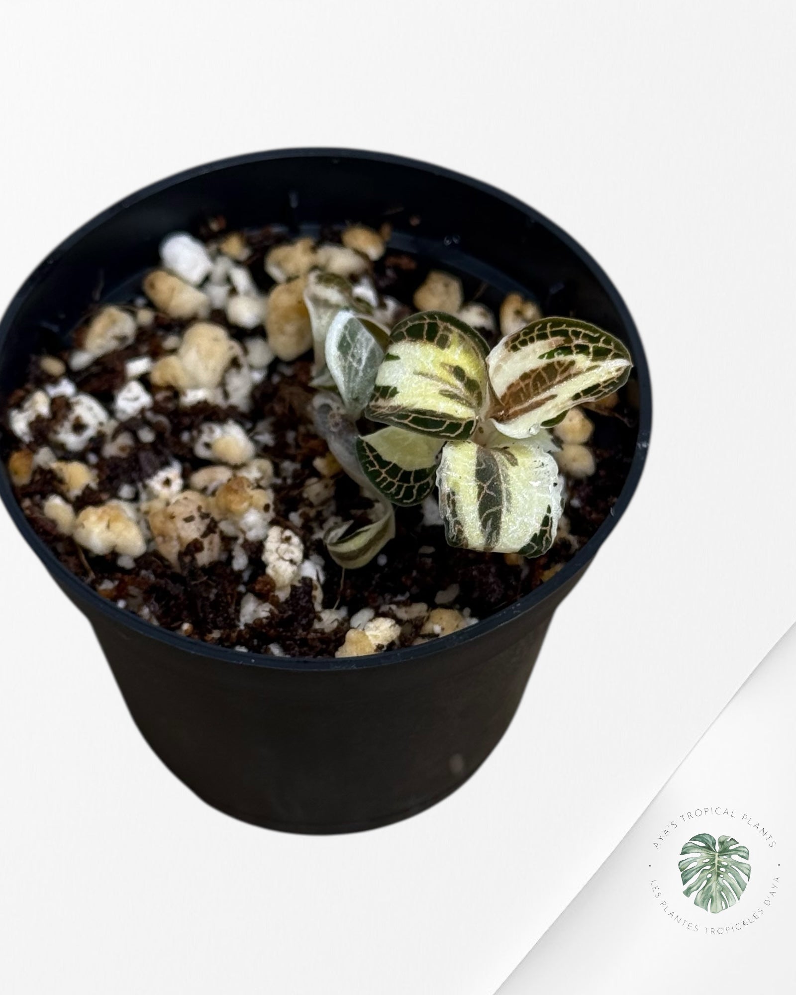 Anoectochilus Roxburghii Variegated - 30