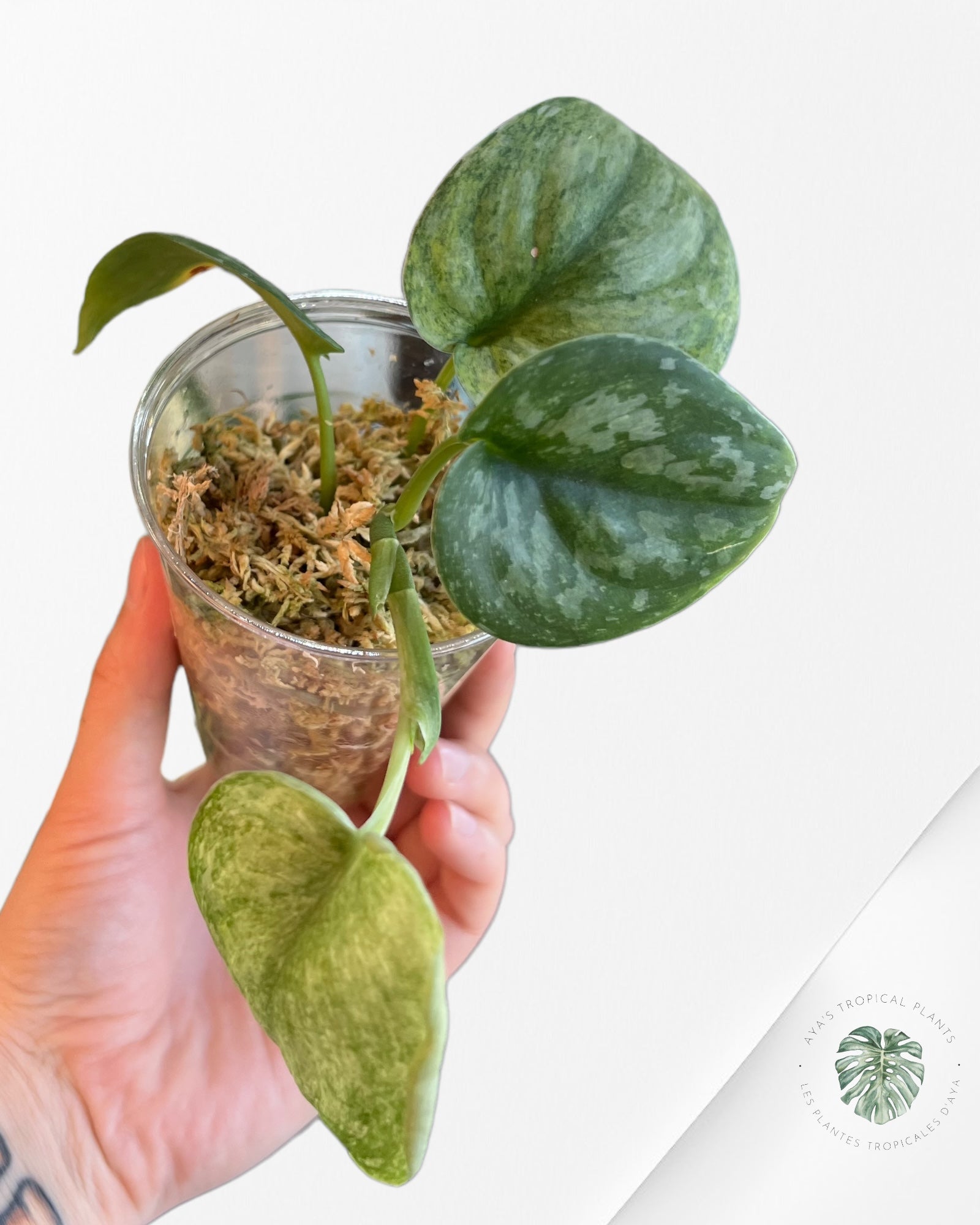 Philodendron Red Anderson JA101