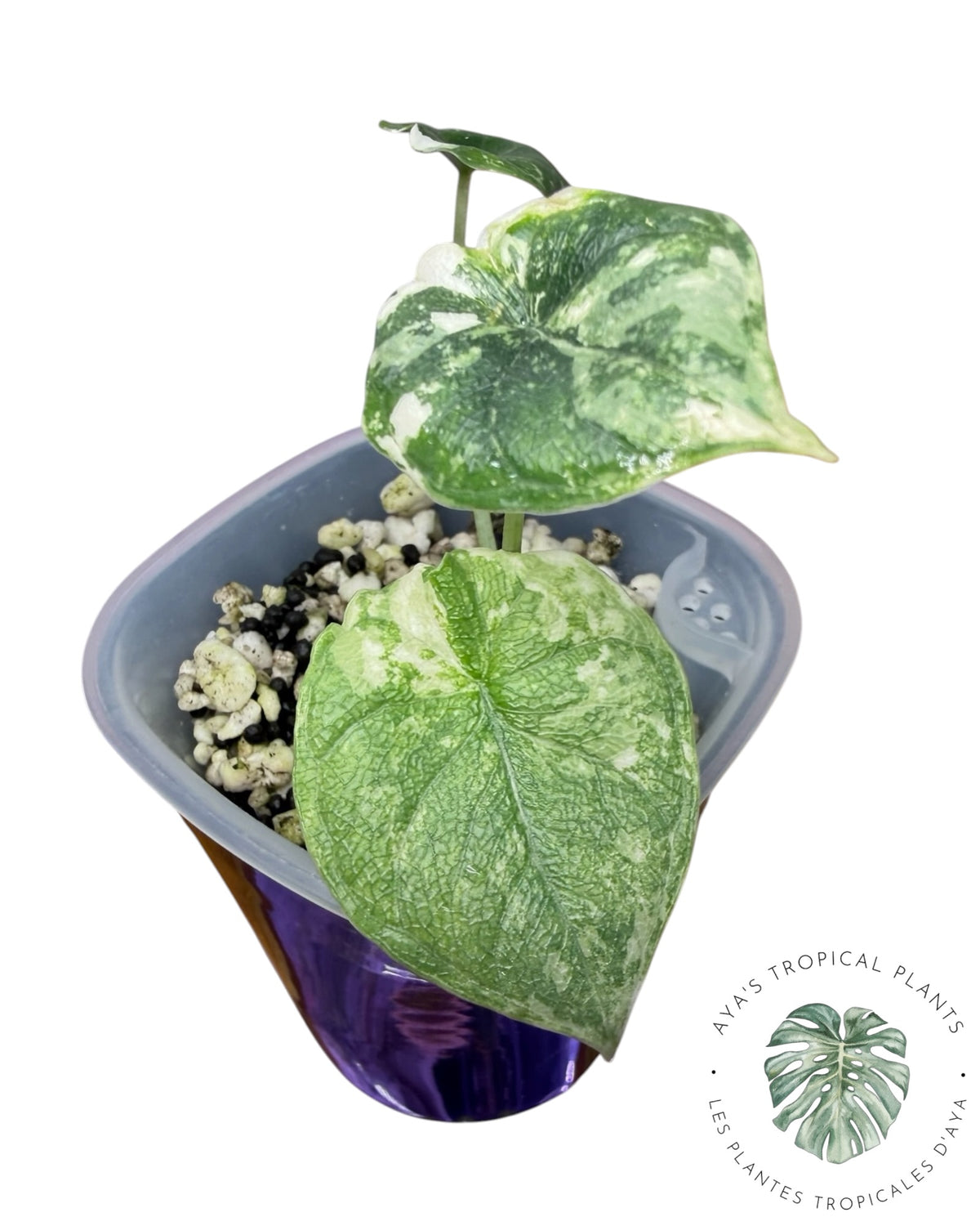 Alocasia Melo Albo Variegated