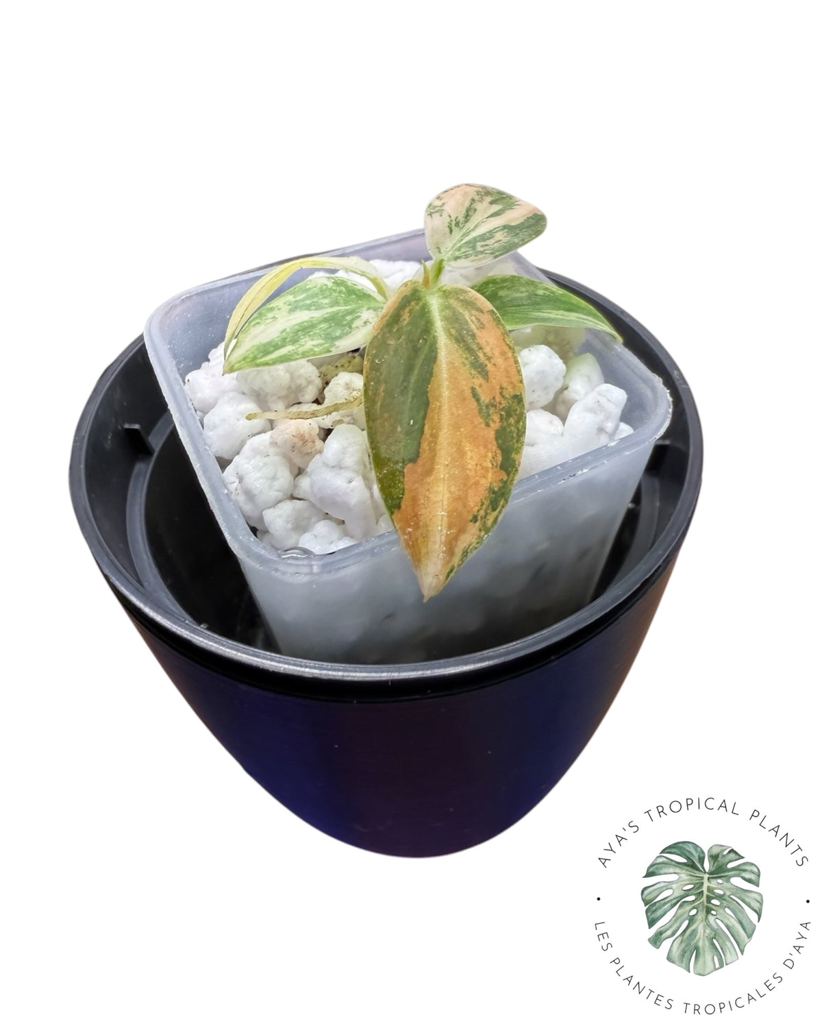 Philodendron Melanochrysum Orange