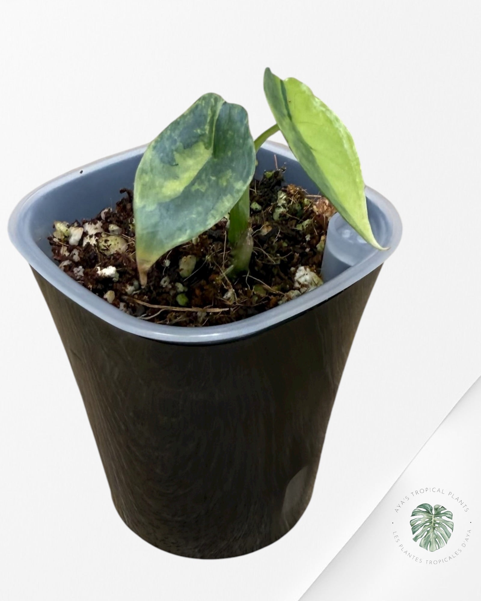 Alocasia Heterophylla "Dragons Breath" Aurea Variegated