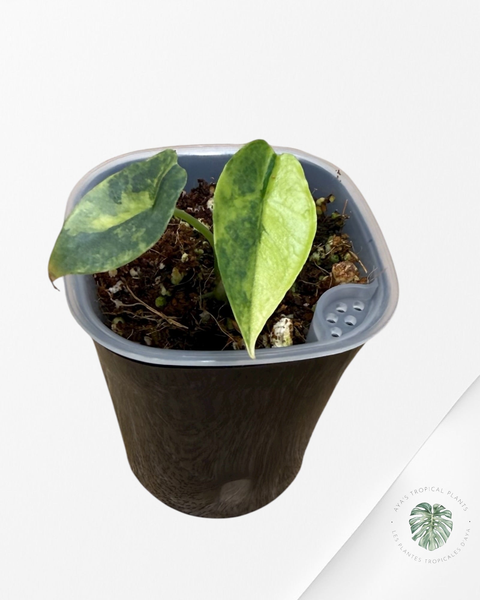 Alocasia Heterophylla "Dragons Breath" Aurea Variegated