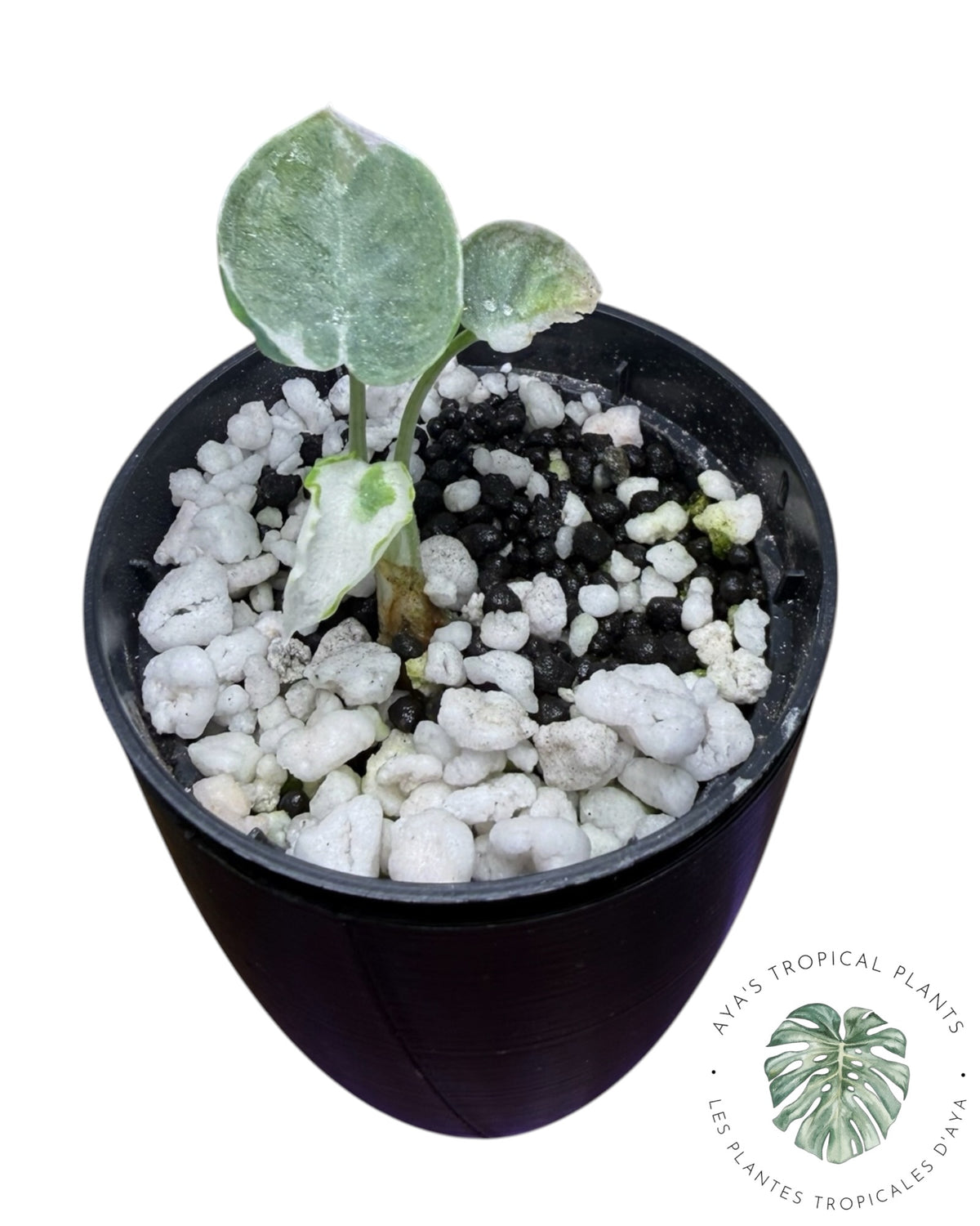 Alocasia Ninja White Lava Variegated