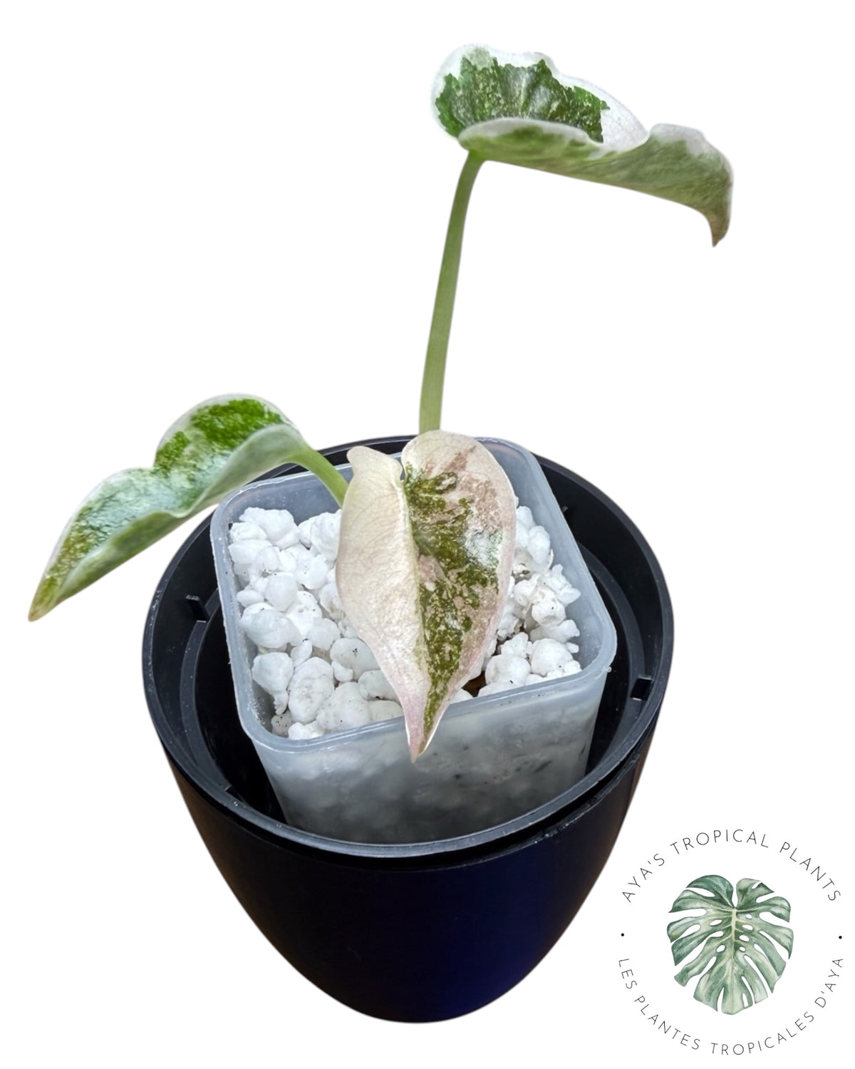 Alocasia Cuprea Pink Albo Variegated
