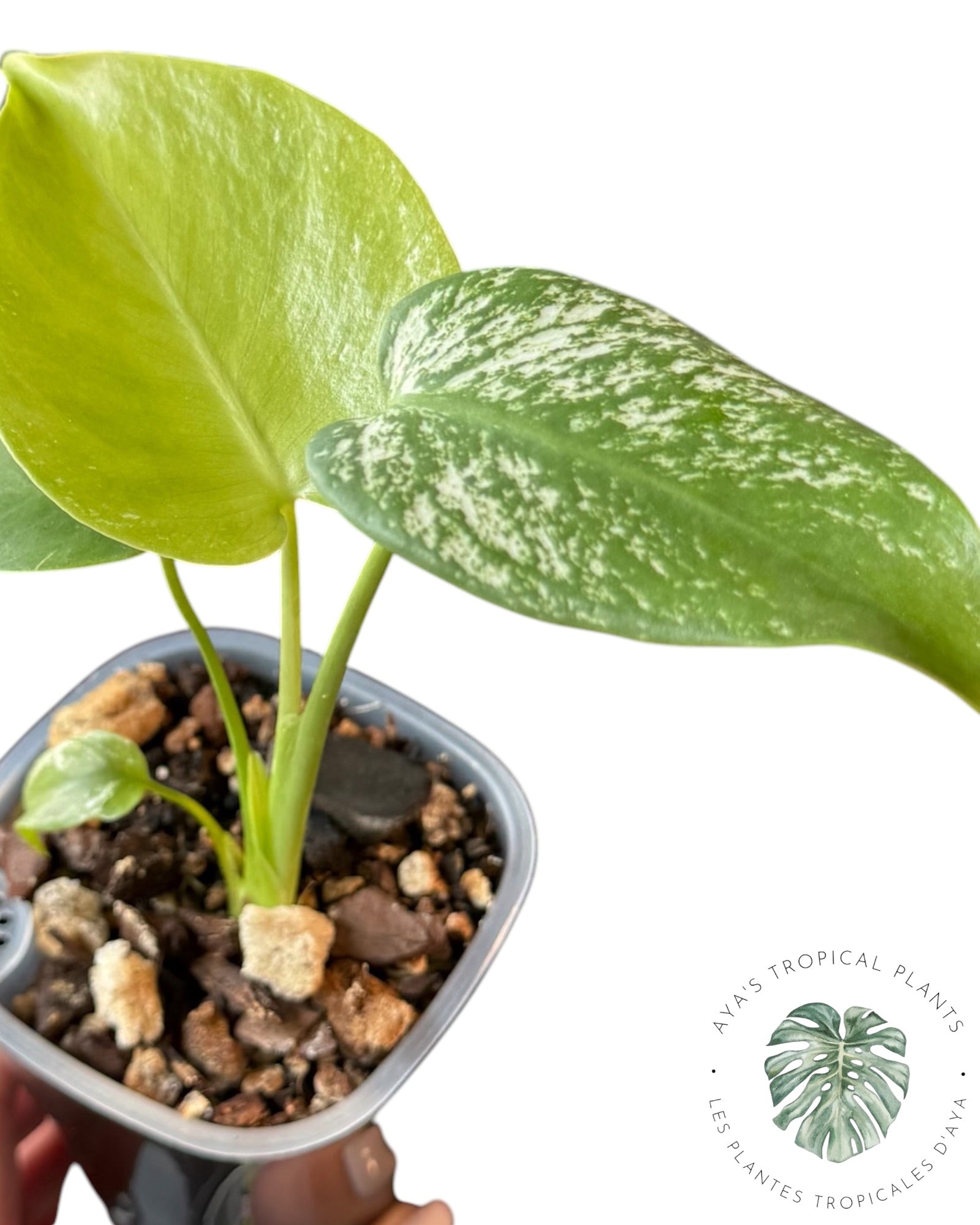 Monstera Deliciosa 'Devil Monster'