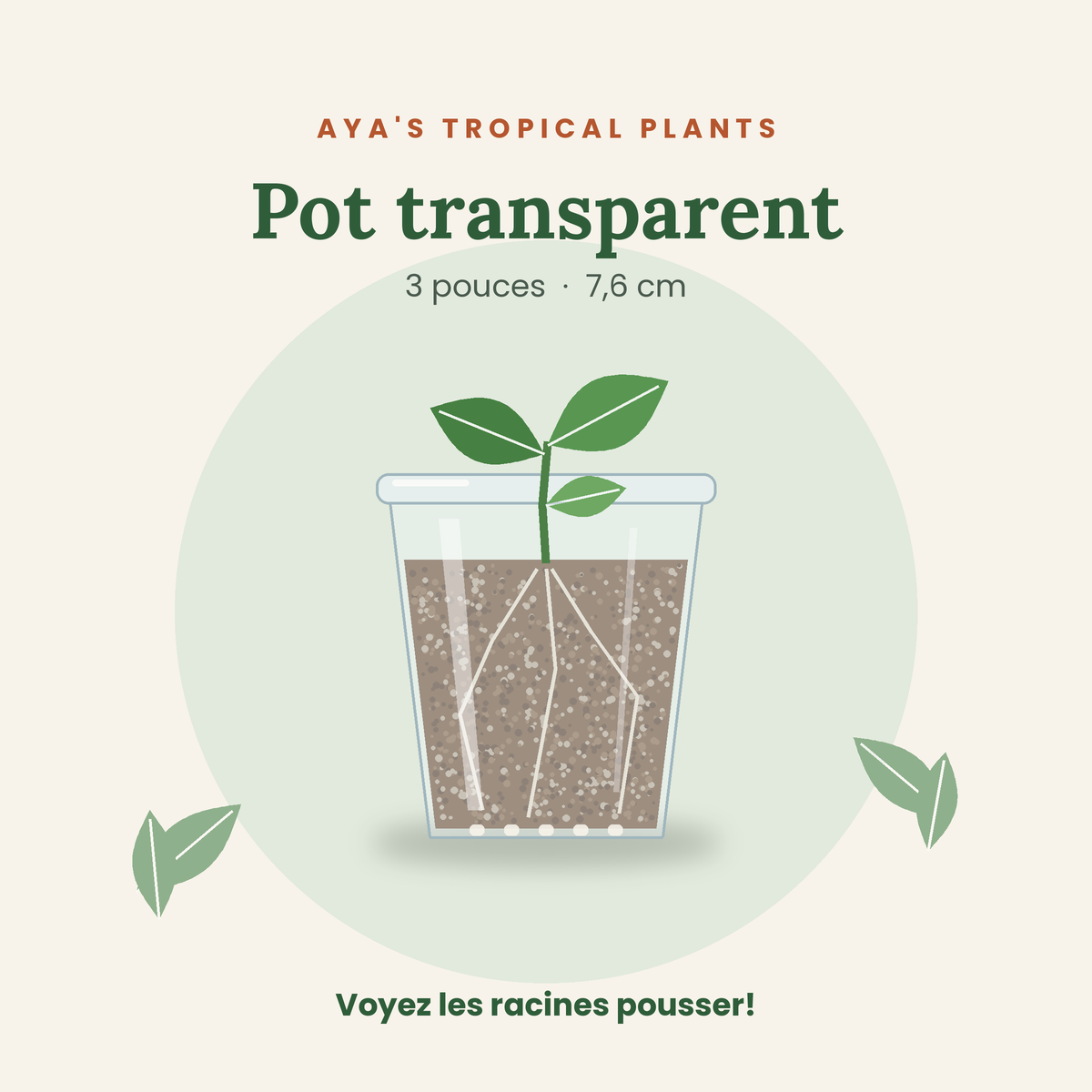 Pot transparent