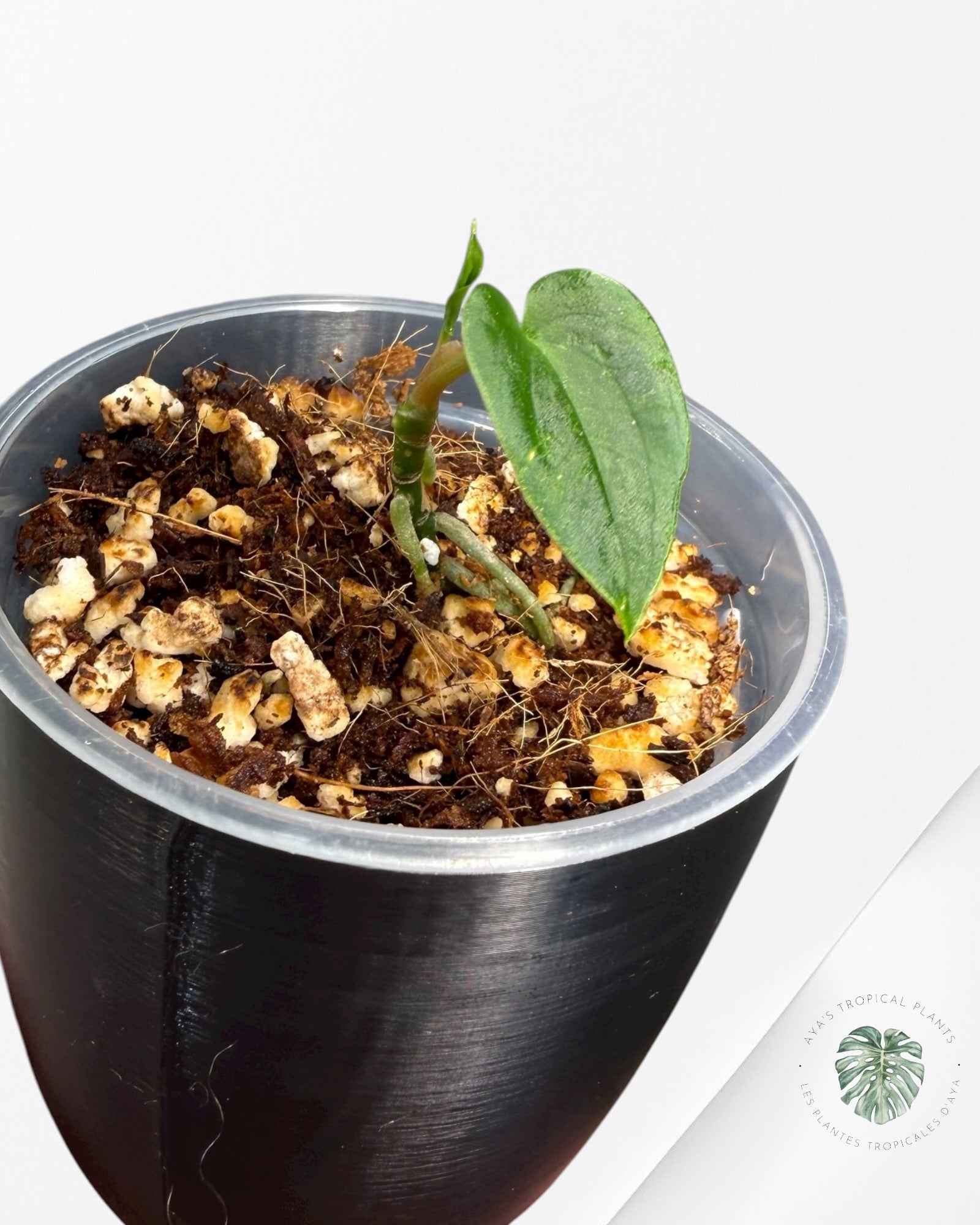 Anthurium Black Magic