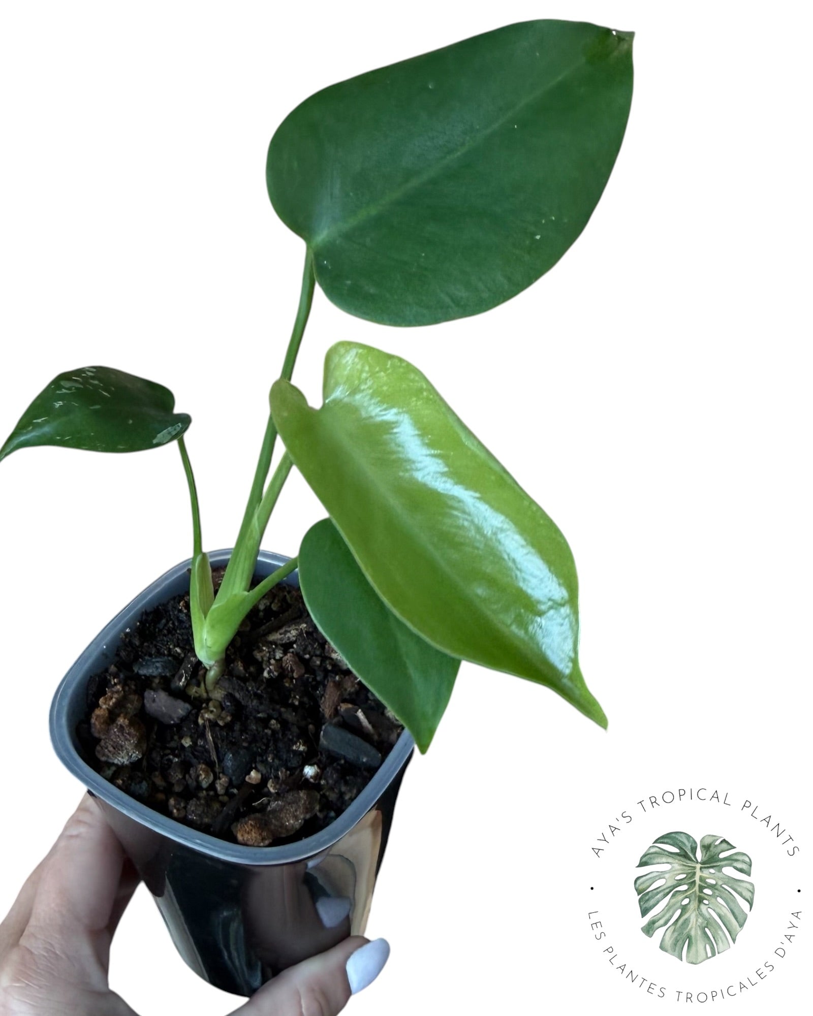 Monstera Deliciosa 'Devil Monster'