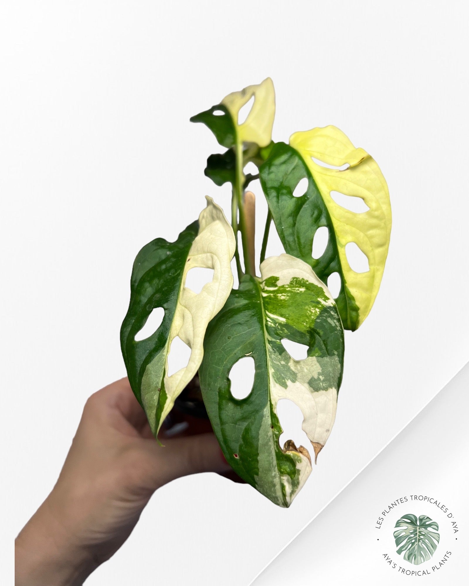 Monstera Andansonii JA31