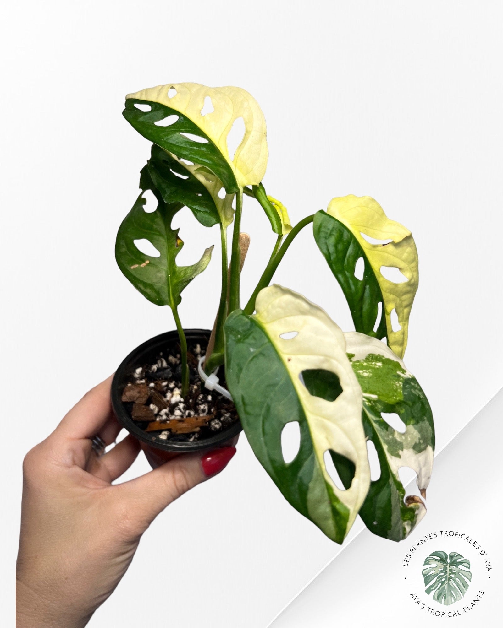 Monstera Andansonii JA31