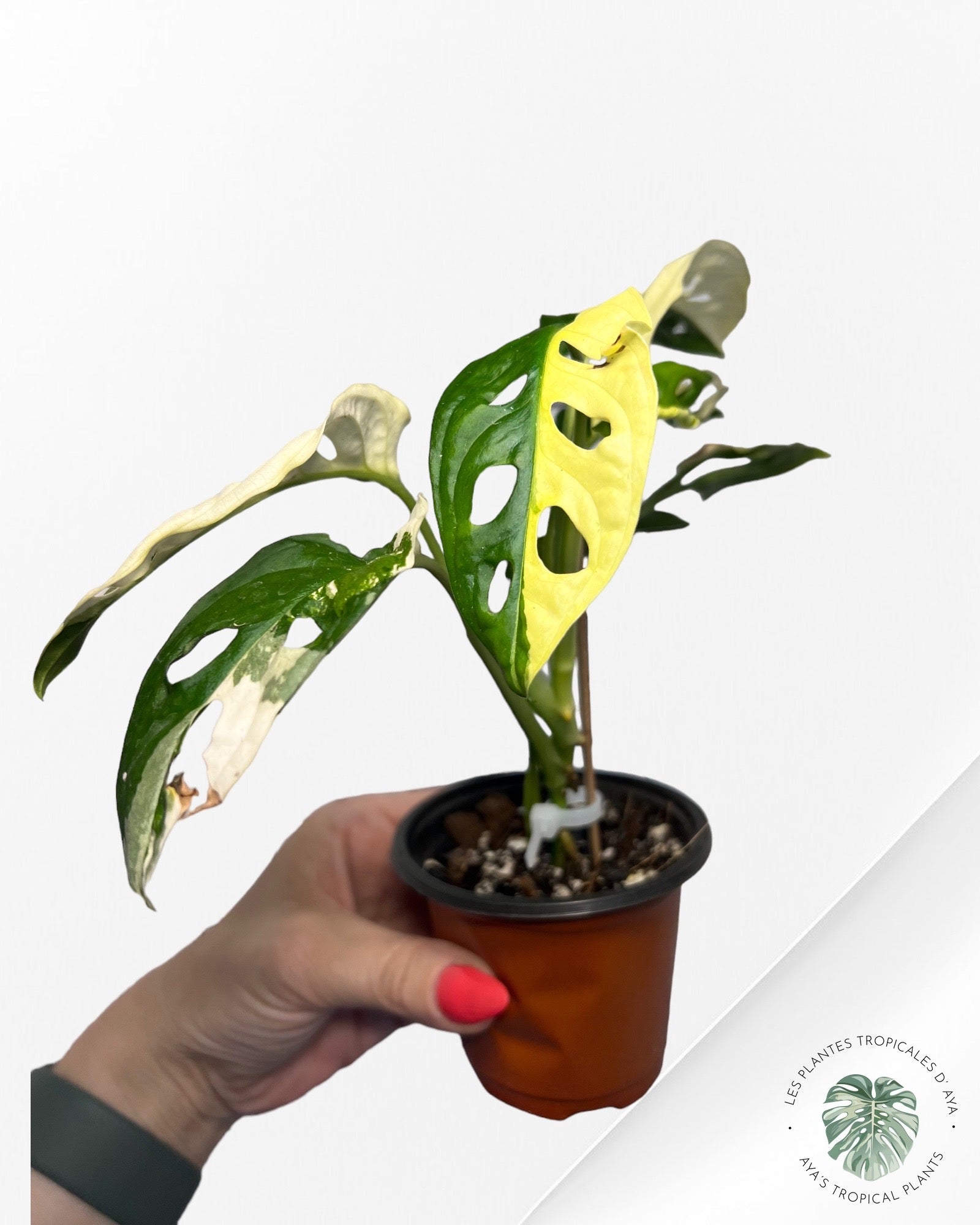 Monstera Andansonii JA31