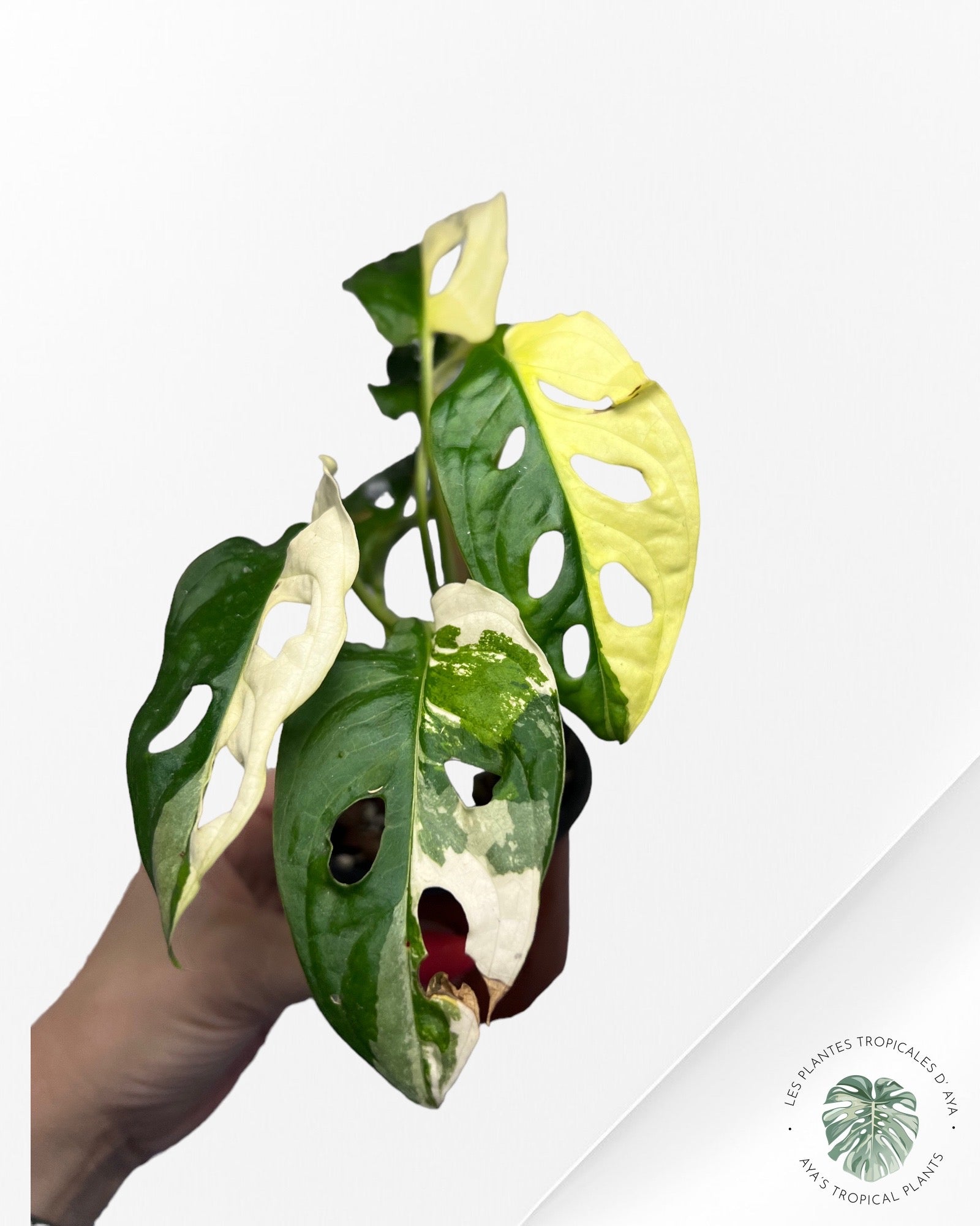 Monstera Andansonii JA31