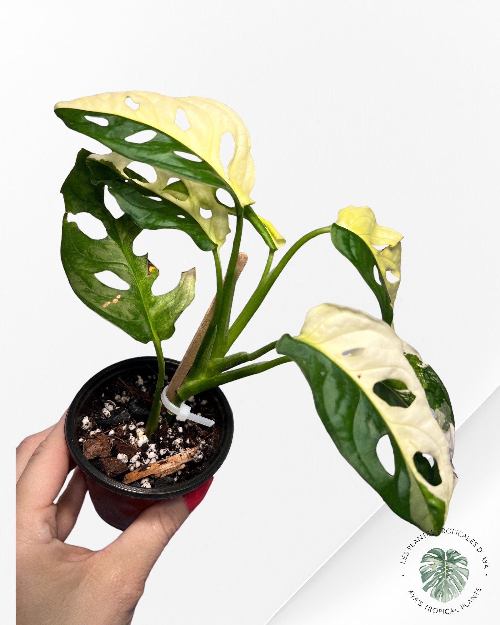Monstera Andansonii JA31