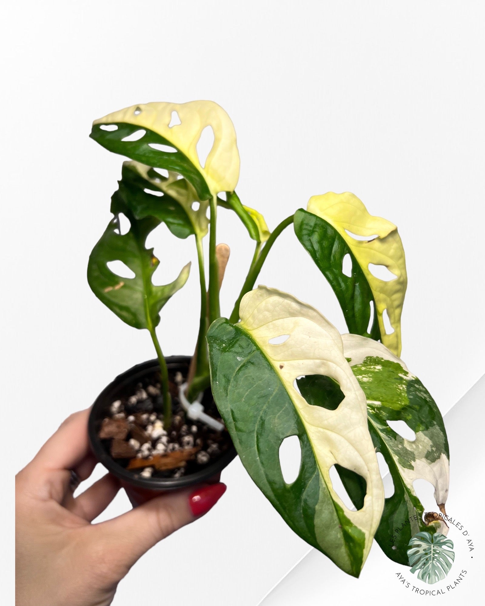 Monstera Andansonii JA31