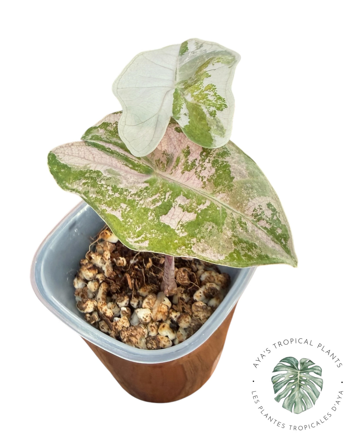 Alocasia Pseudo Sanderiana Rose