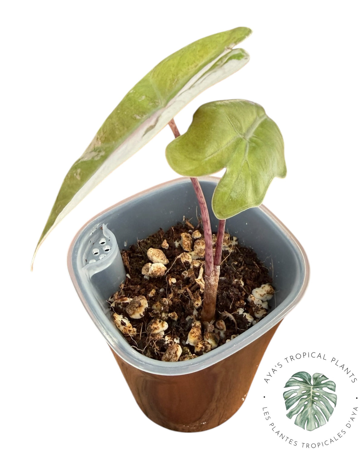 Alocasia Pseudo Sanderiana Rose