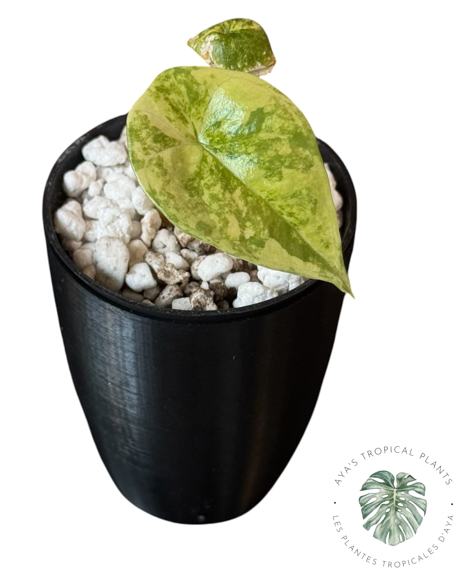 Alocasia Sinuata Aurea Variegated