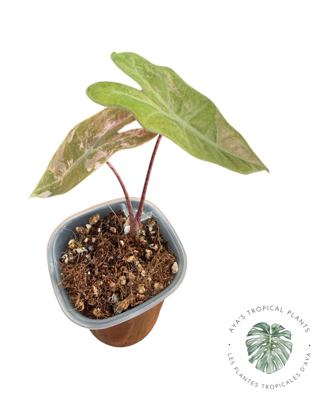 Alocasia Pseudo Sanderiana Rose