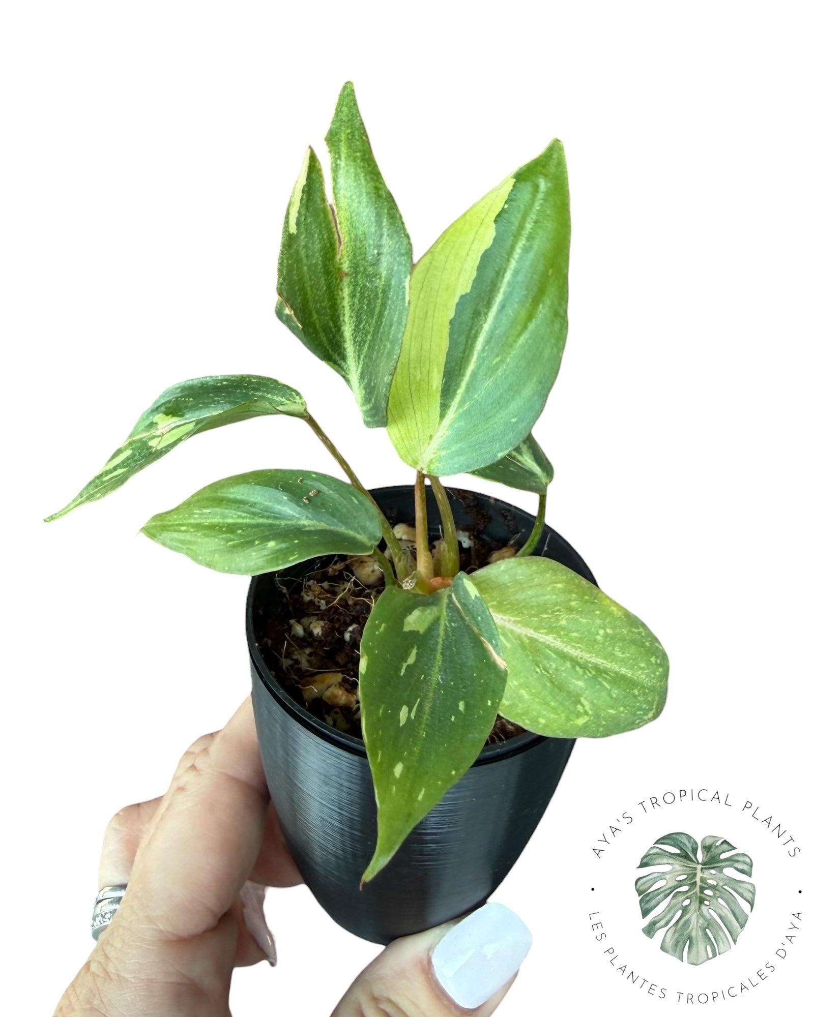 Philodendron Gloriosum Variegated