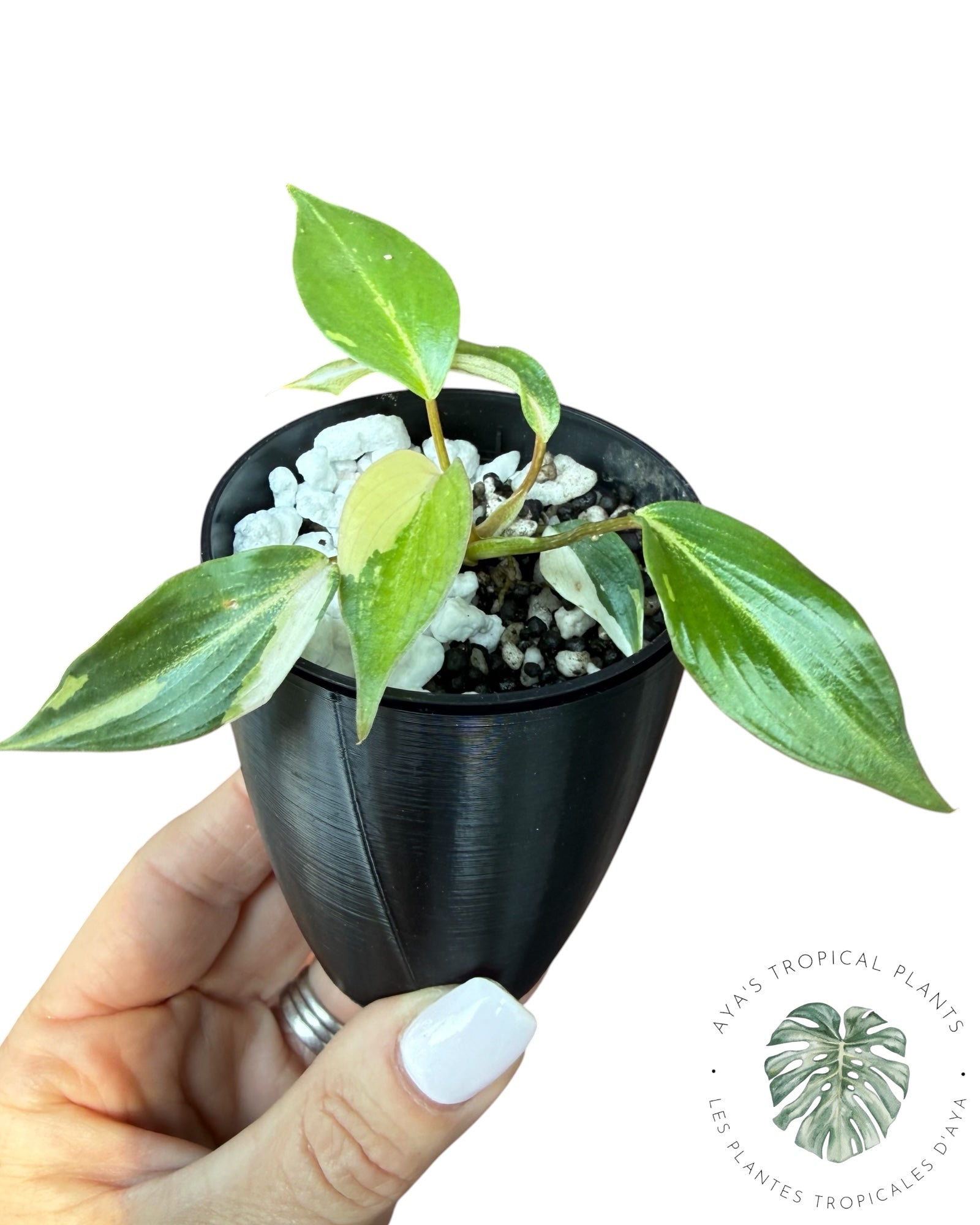 Philodendron Gloriosum Panaché