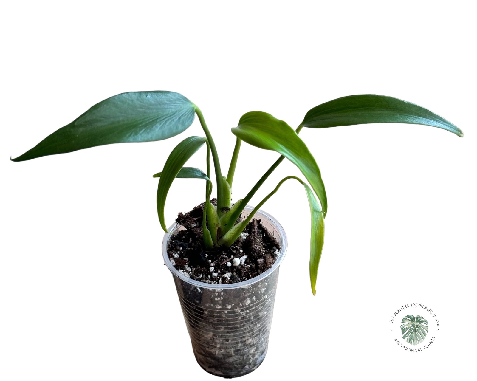Philodendron 'Ruaysap Variegated- V2230