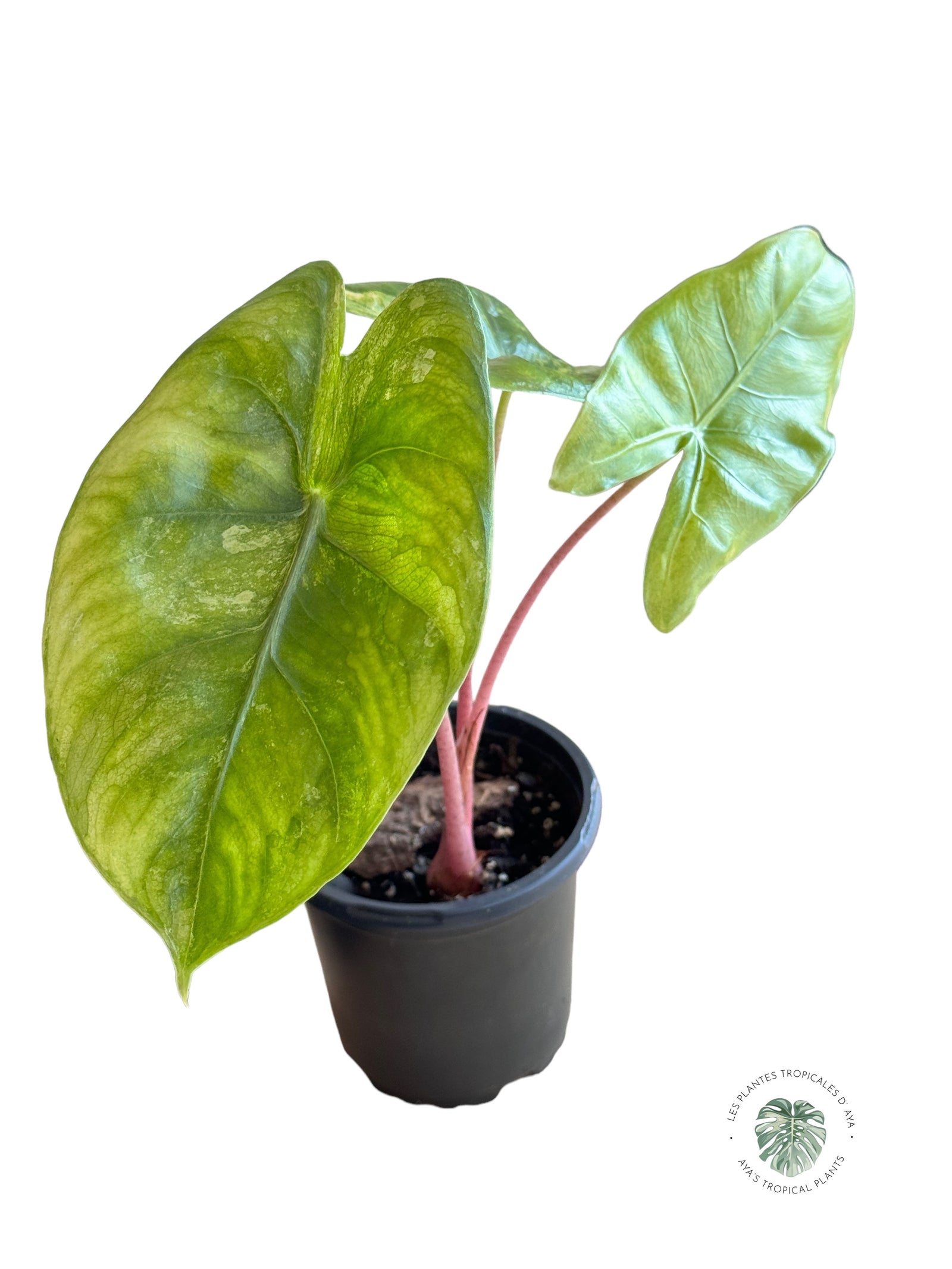 Philodendron 'Ruaysap Variegated- V2230