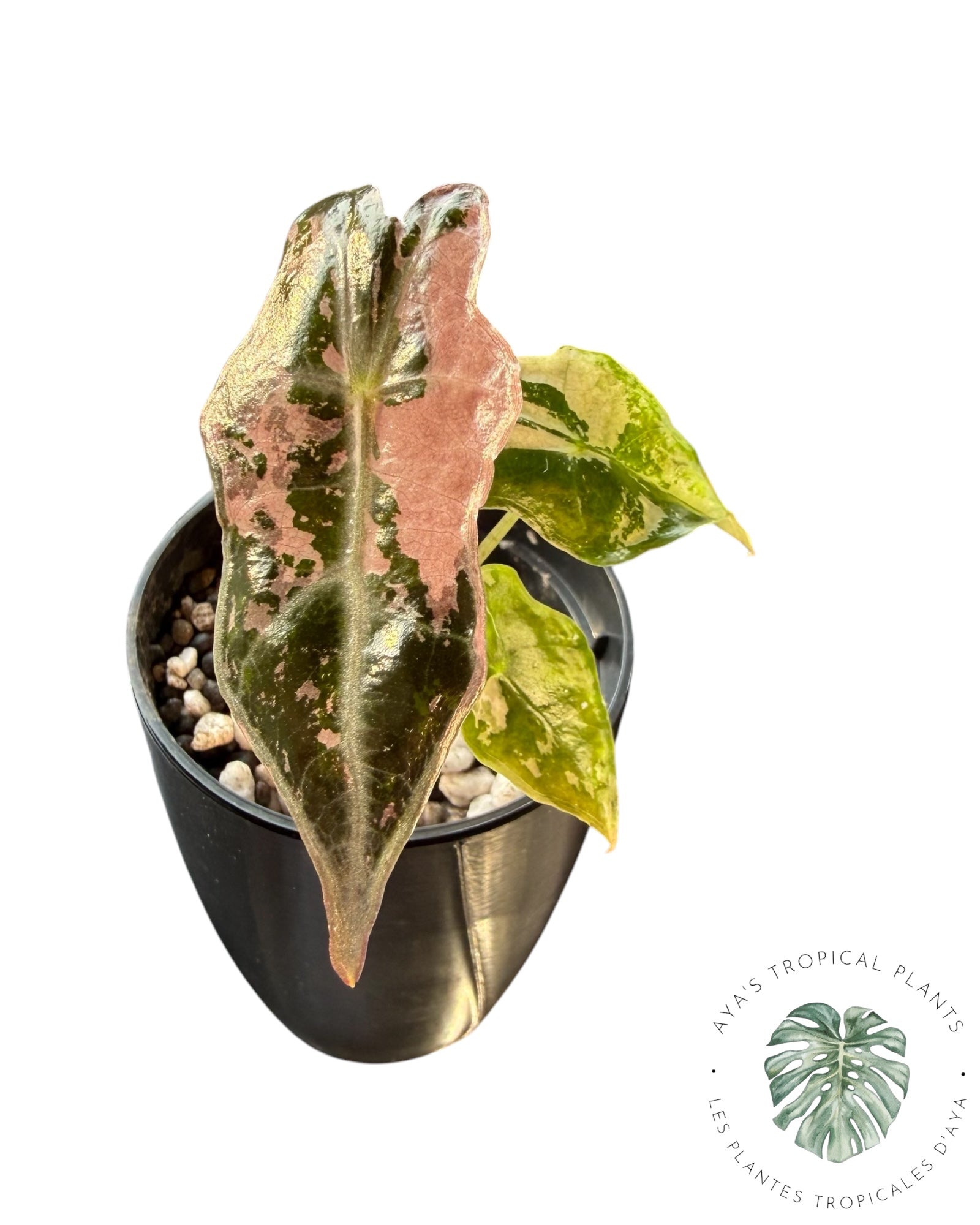 Alocasia Nobilis Pink Variegated