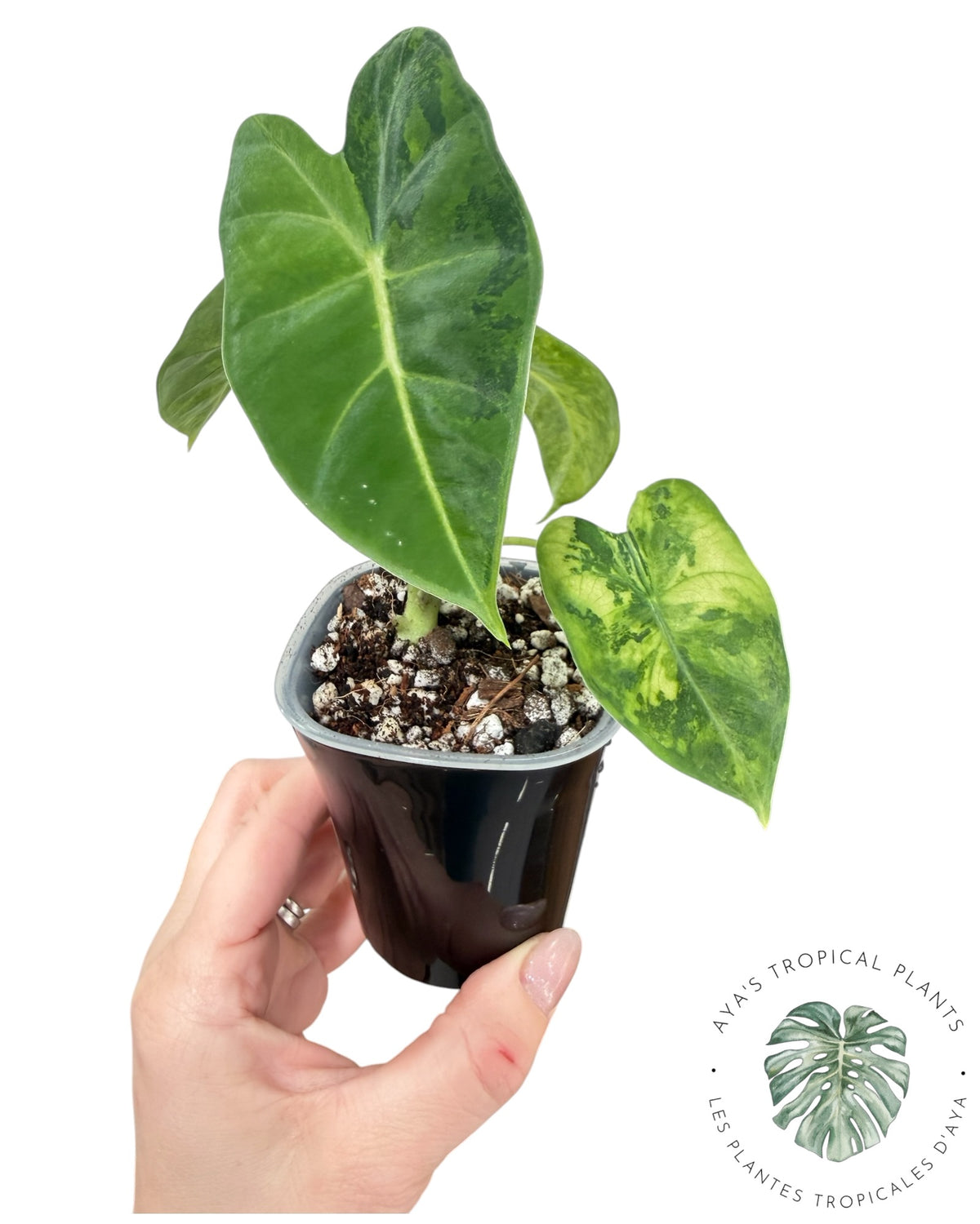 Alocasia Frydek Aurea Variegated