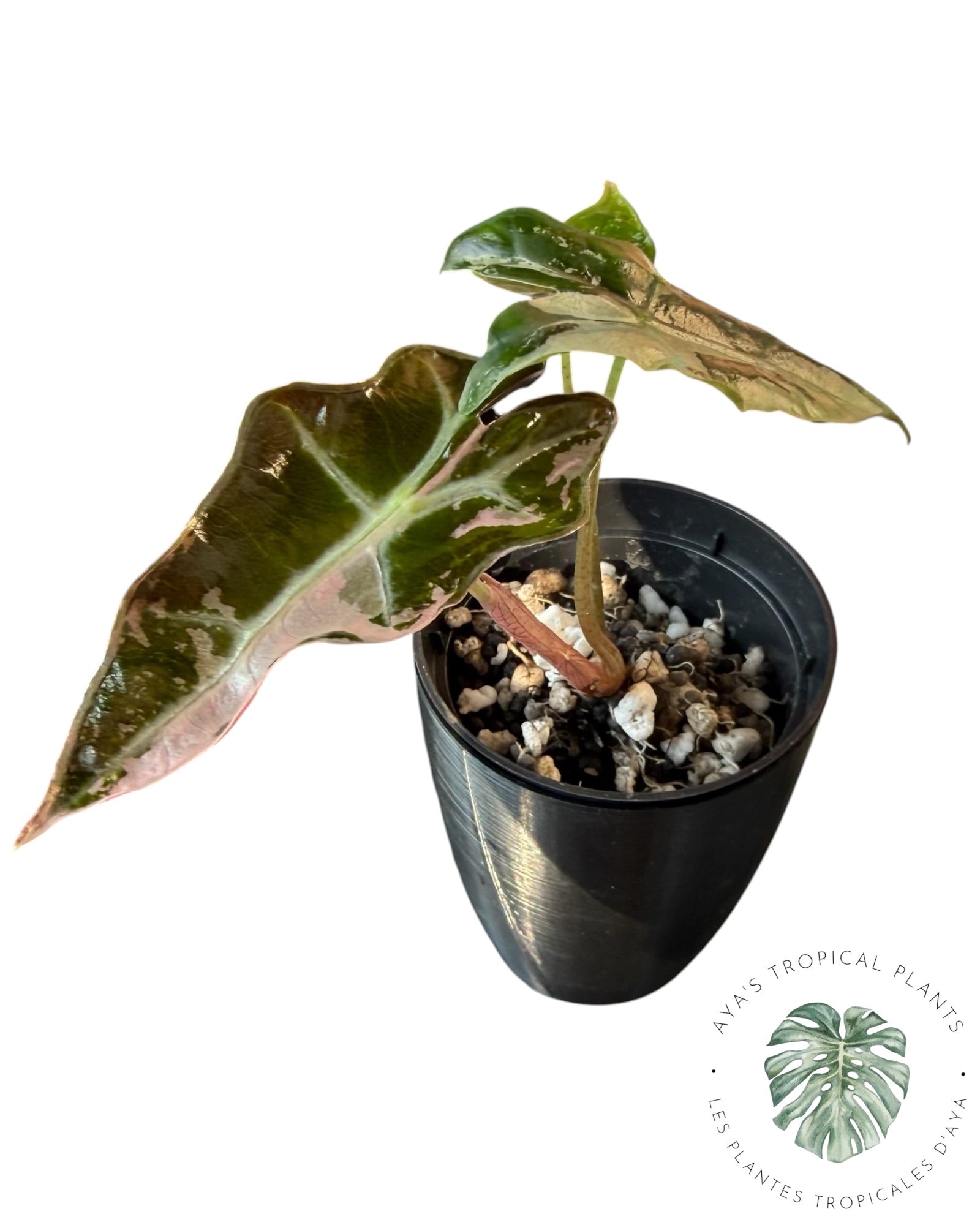 Alocasia Nobilis rose panaché